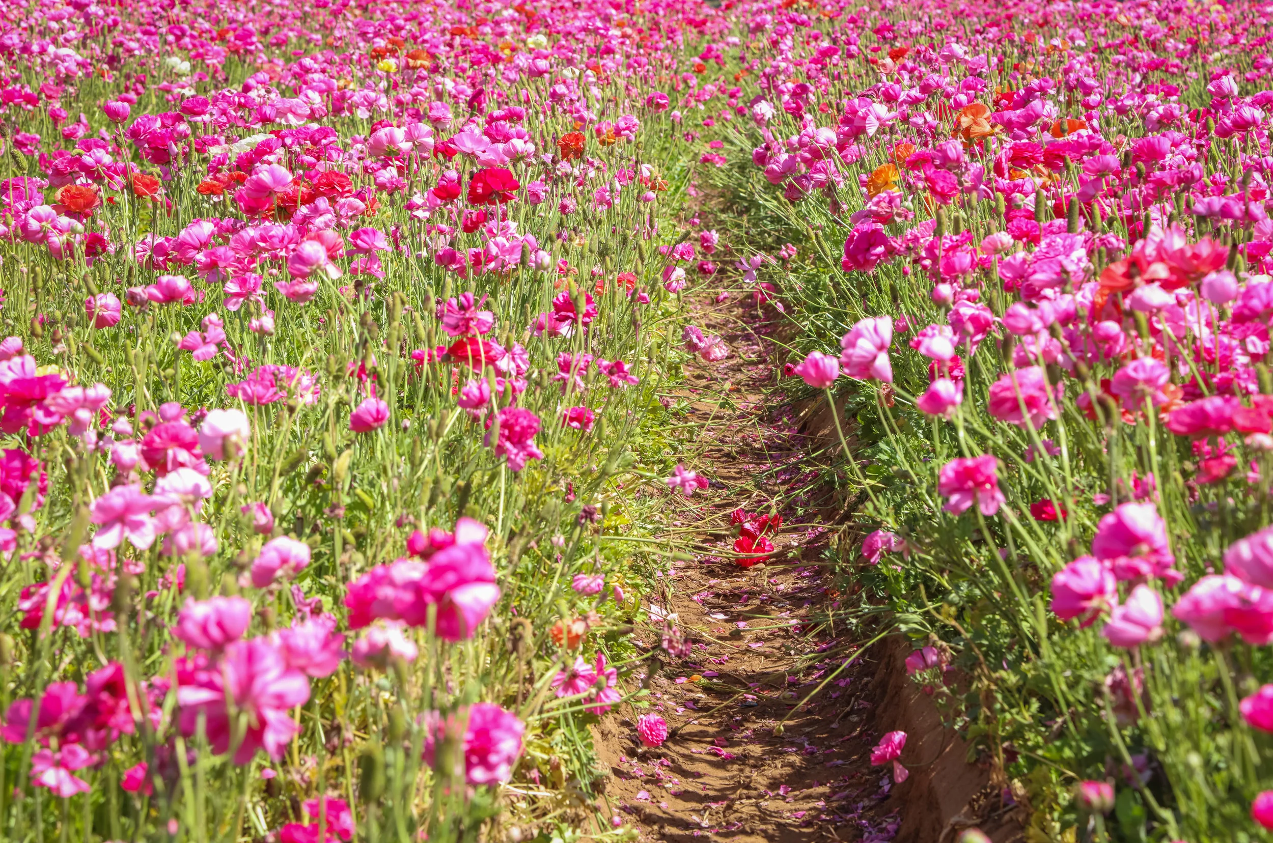 Flower Fields-32.jpg