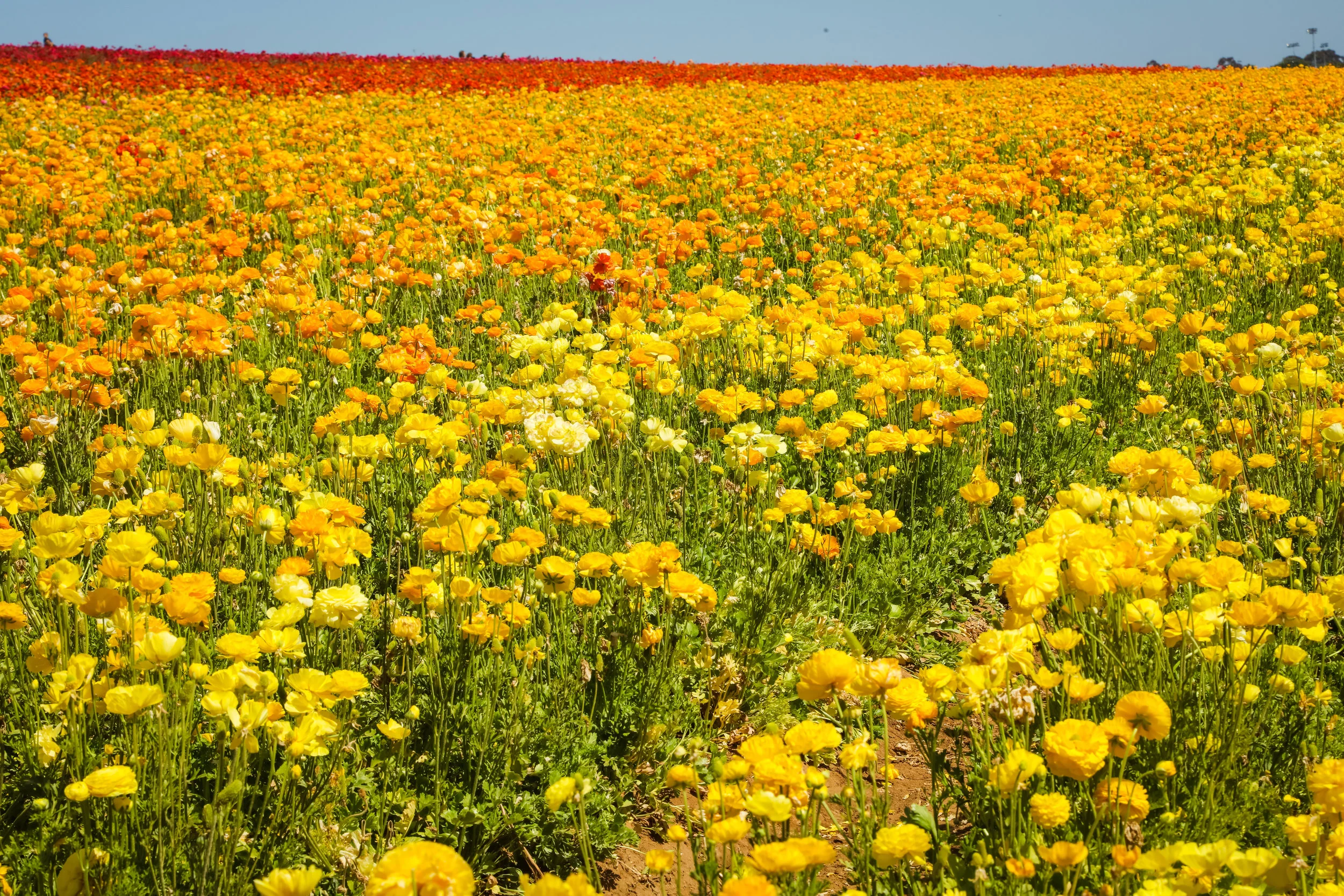 Flower Fields-35.jpg