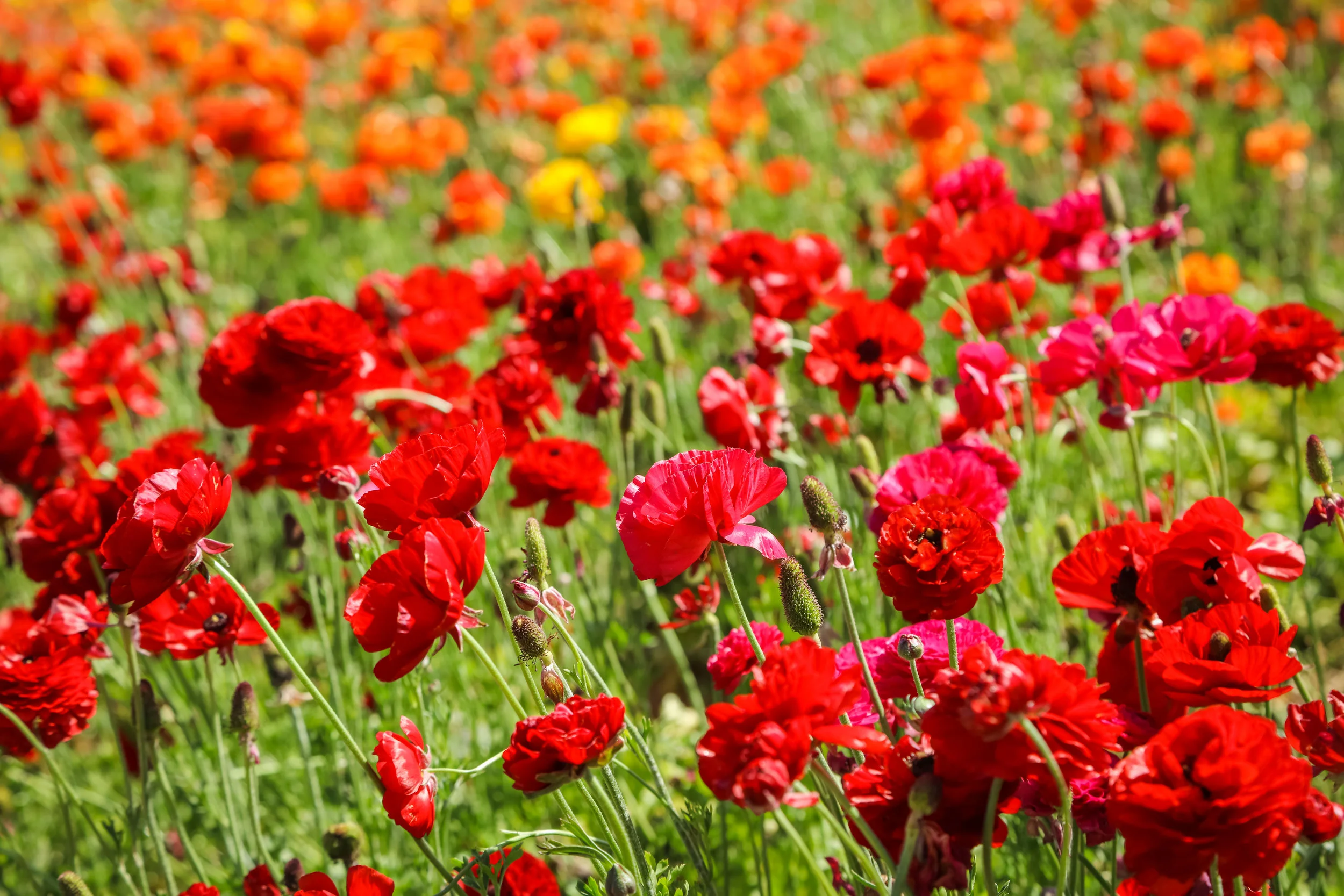 Flower Fields-47.jpg