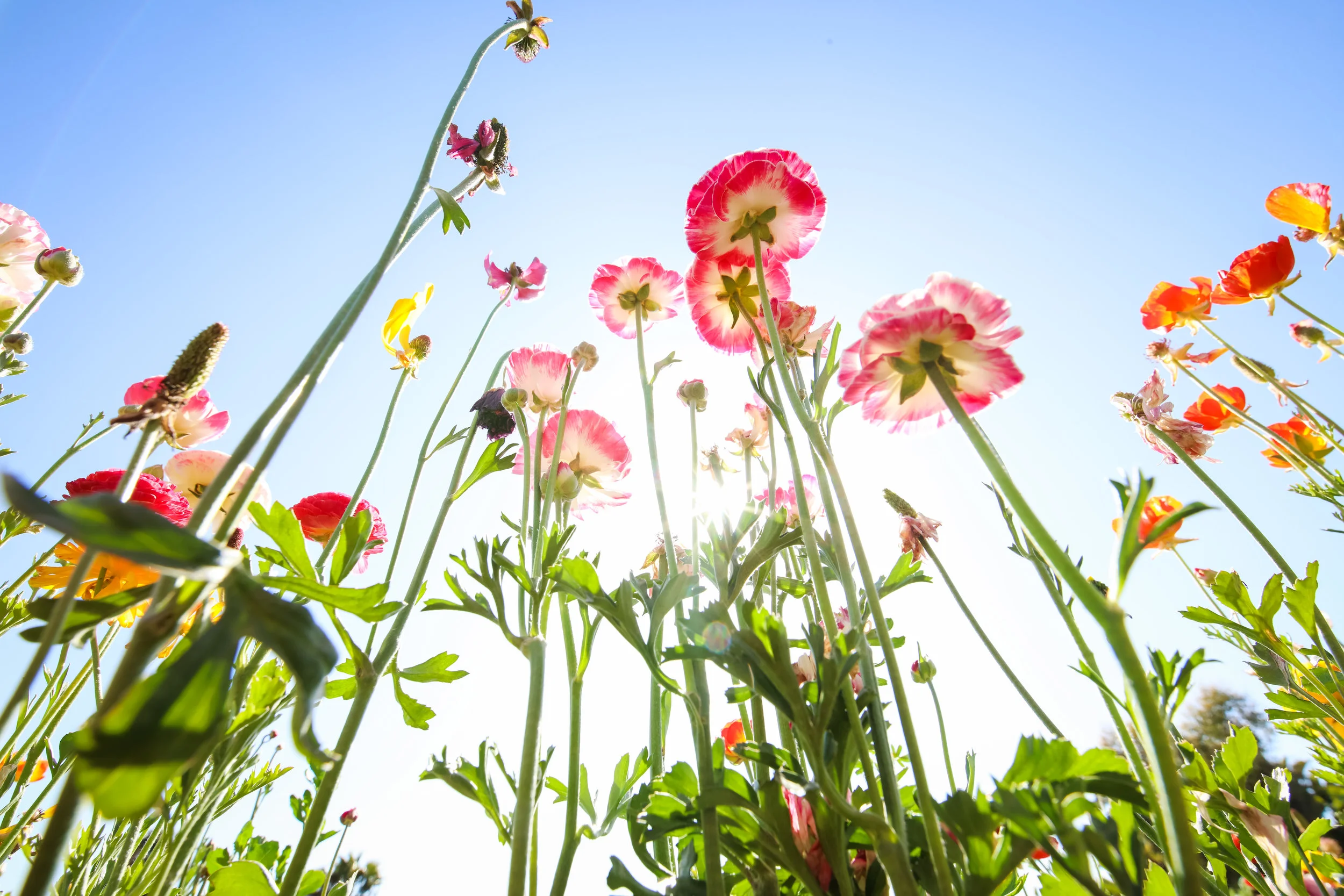 Flower Fields-60.jpg