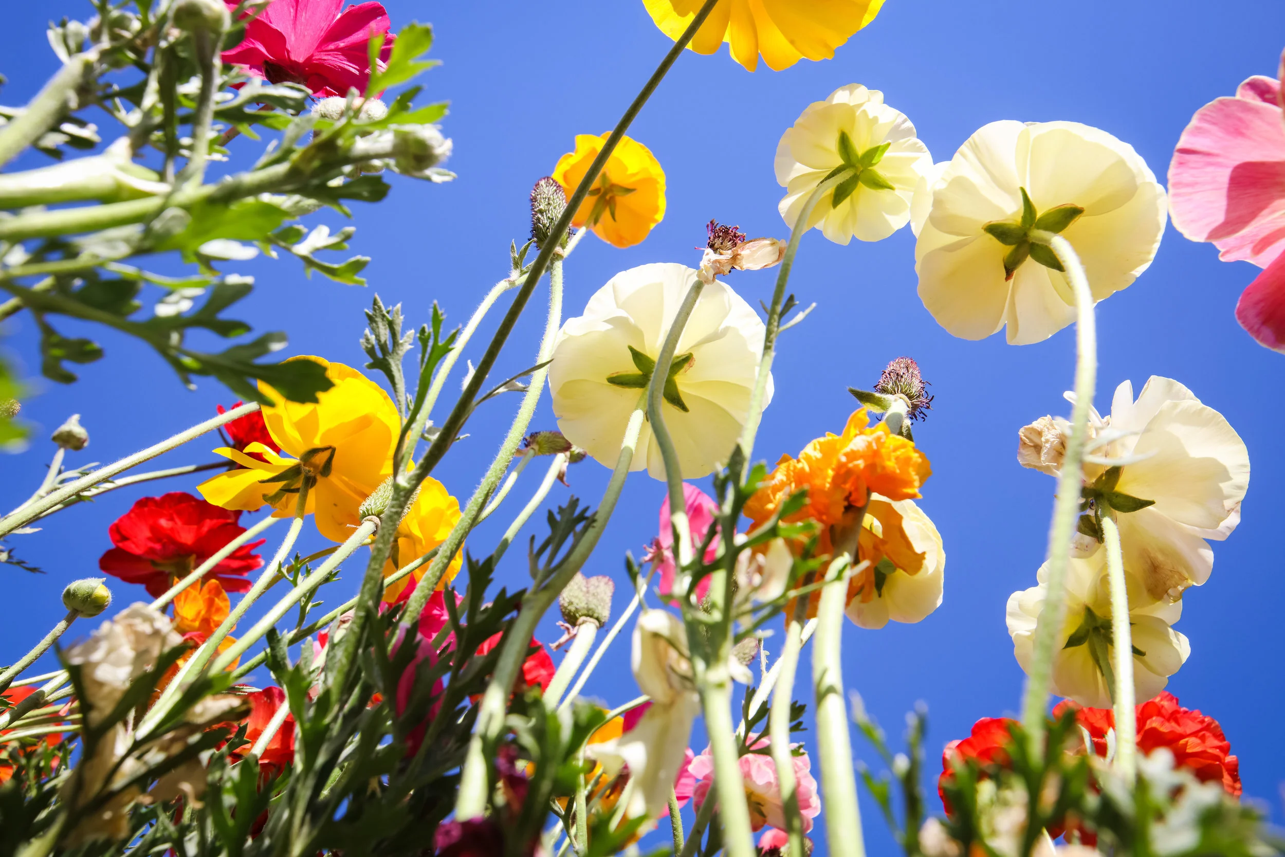 Flower Fields-85.jpg