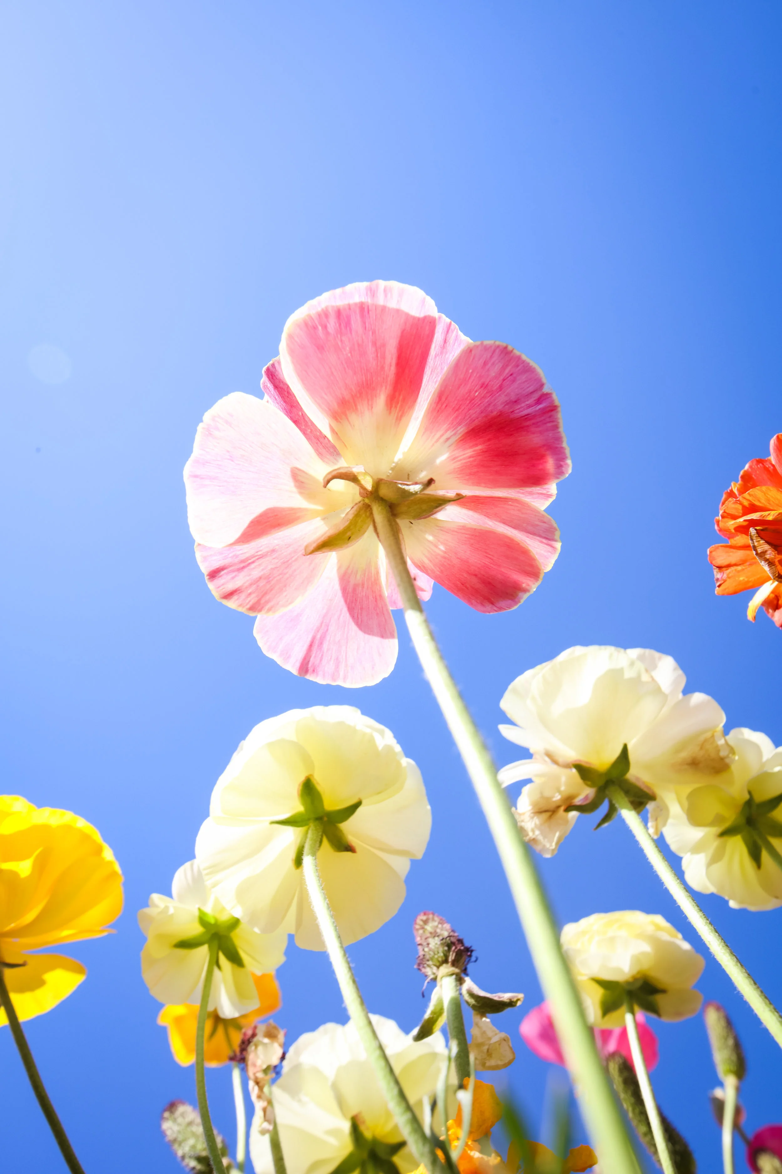 Flower Fields-92.jpg