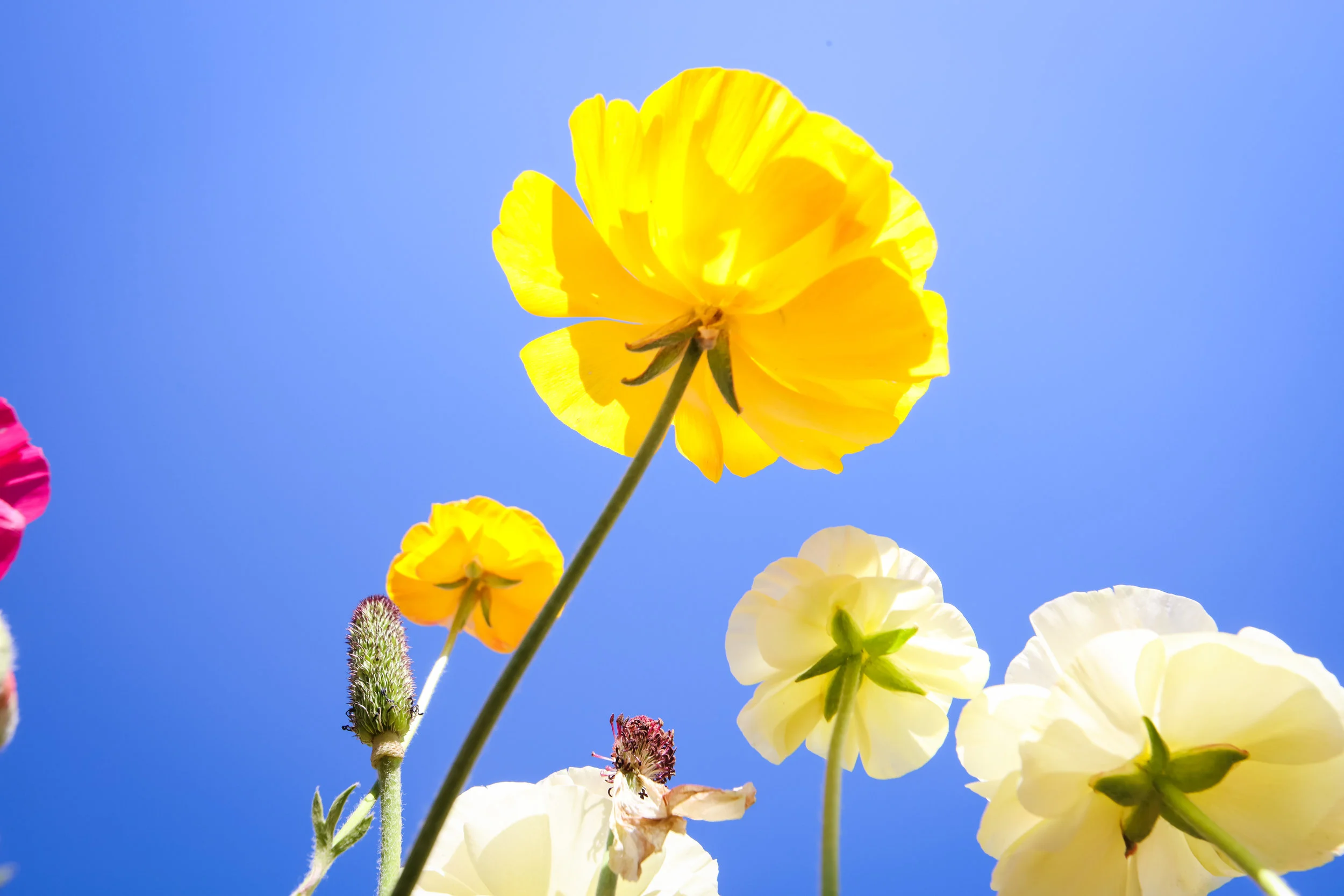 Flower Fields-93.jpg