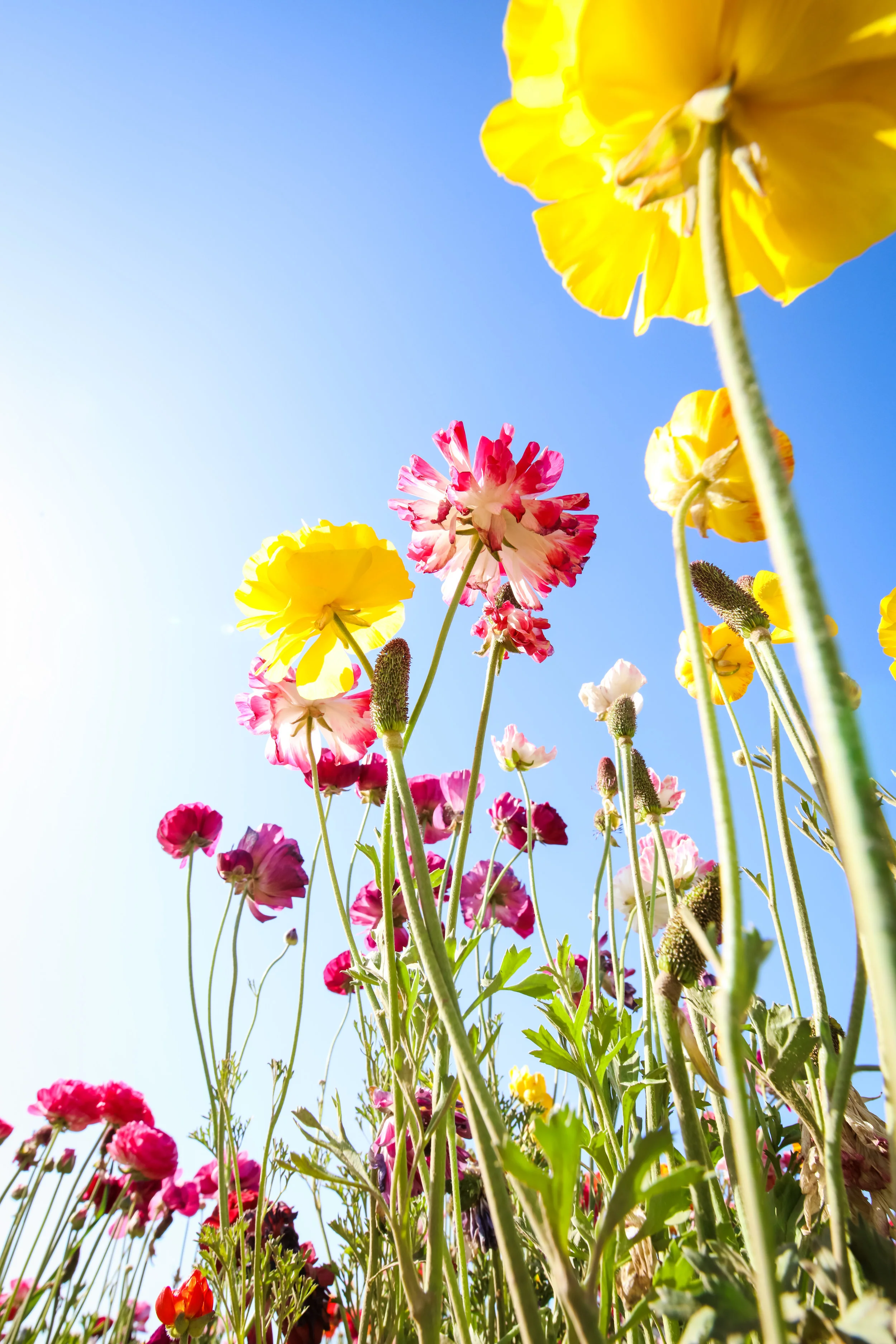 Flower Fields-124.jpg