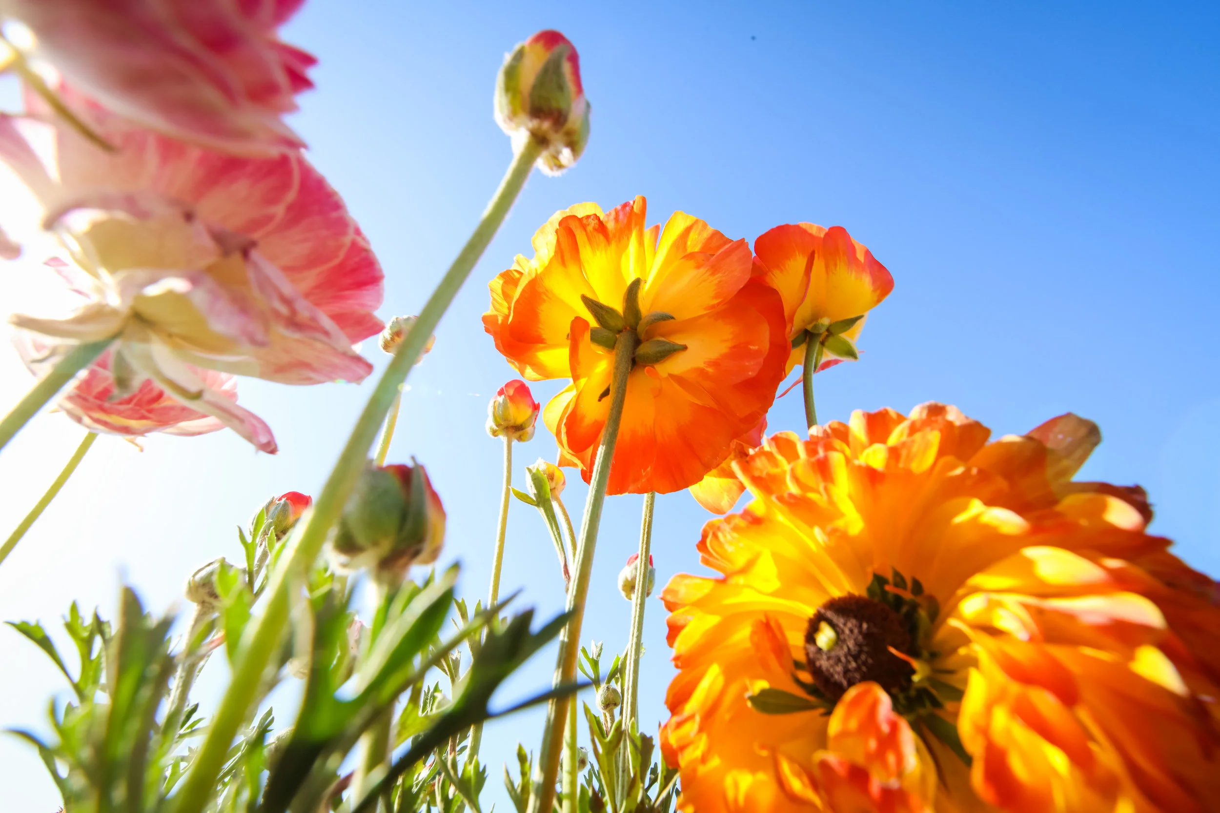 Flower Fields-128.jpg