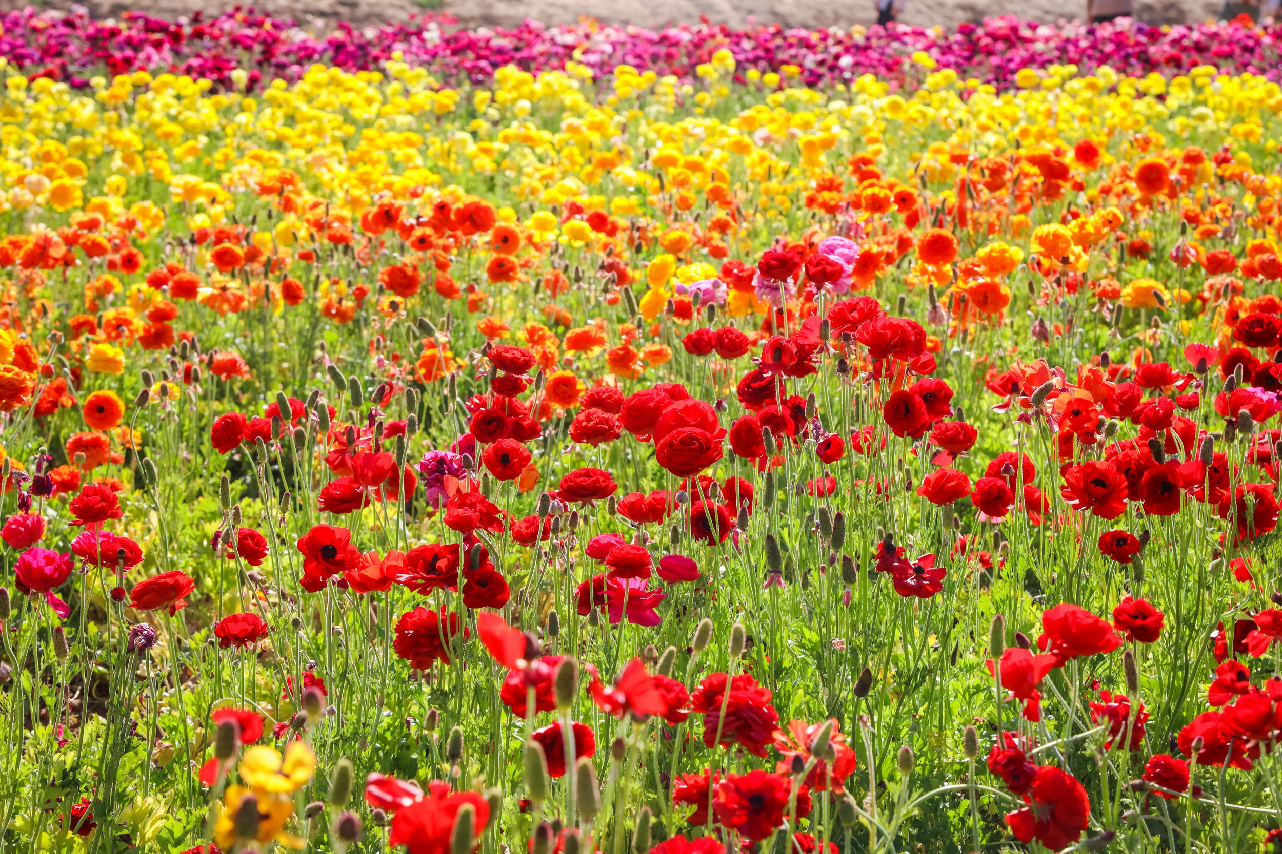 Flower Fields-131.jpg