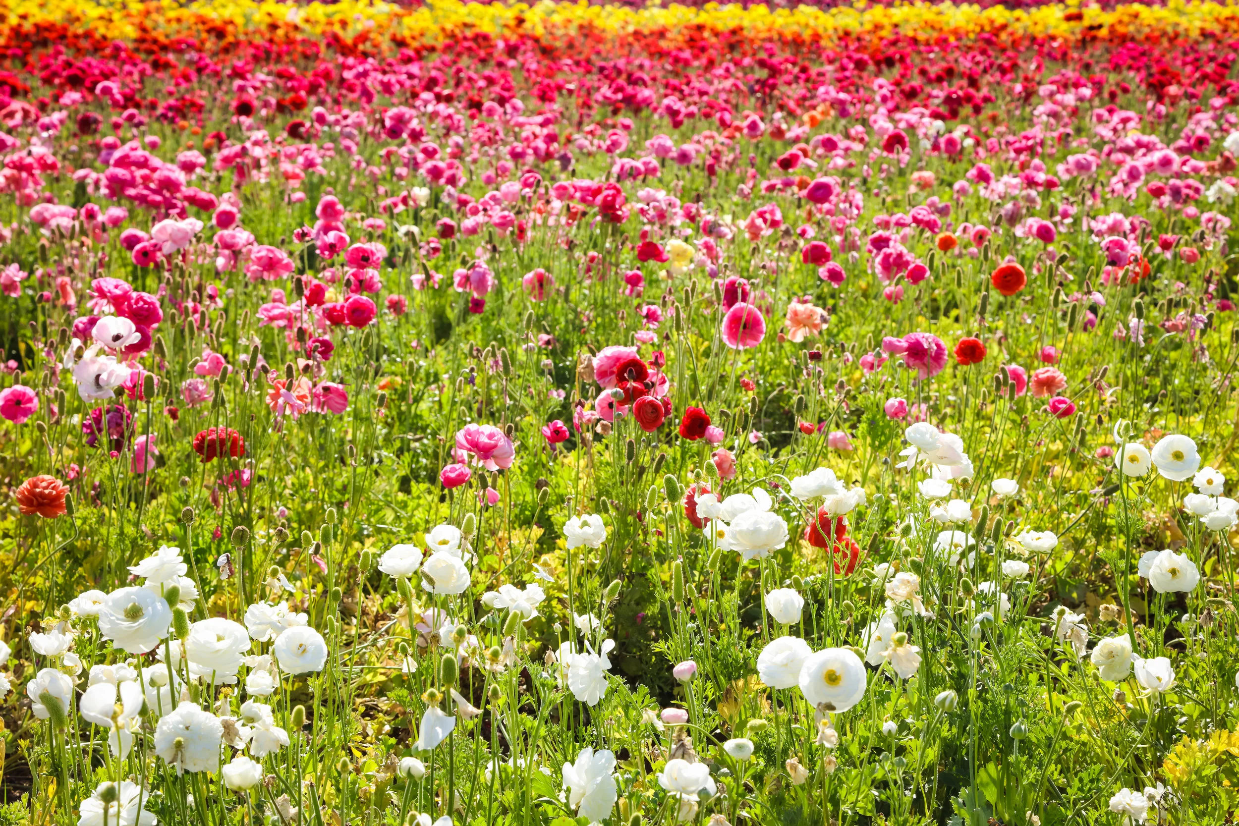 Flower Fields-134.jpg