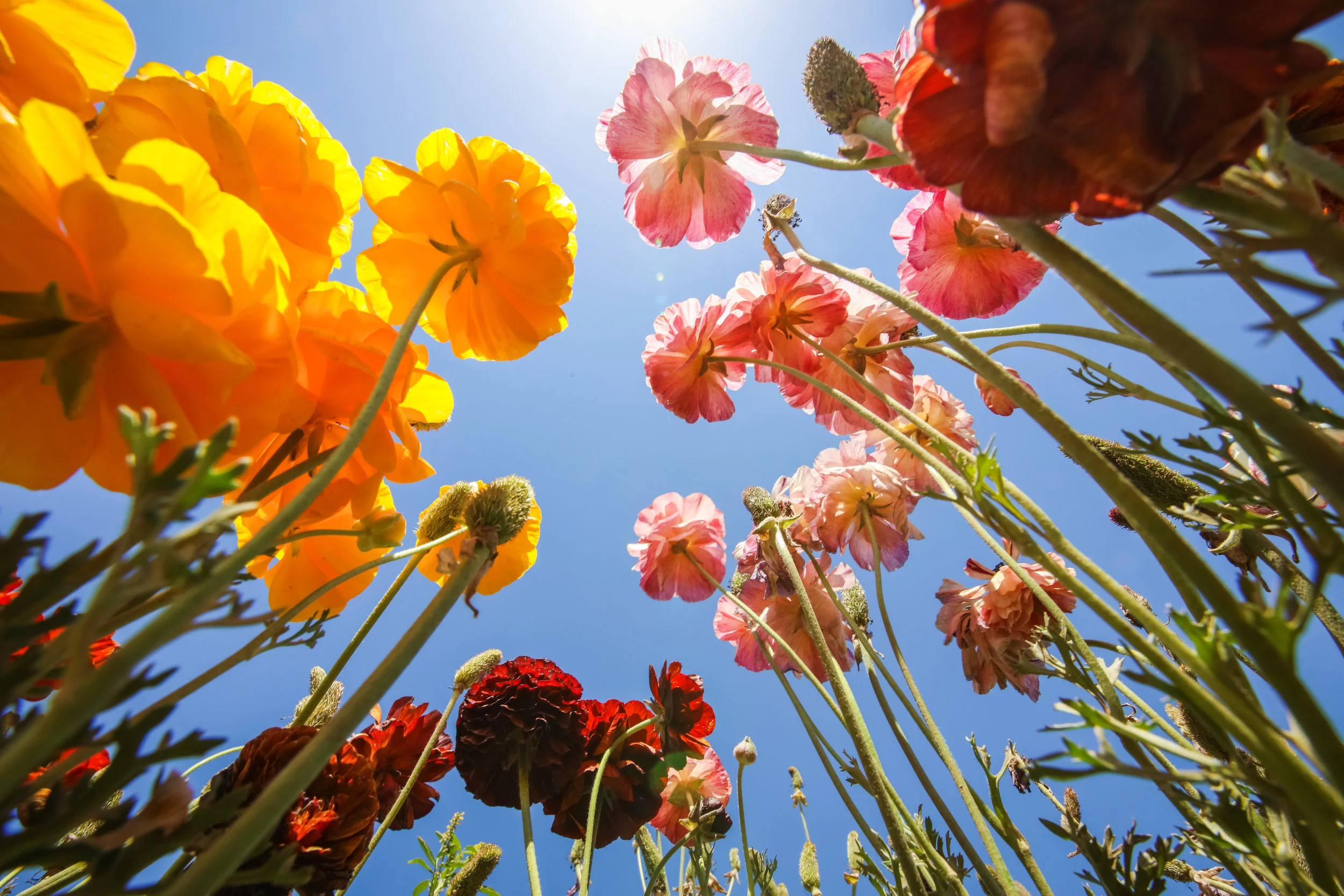 Flower Fields-10.jpg