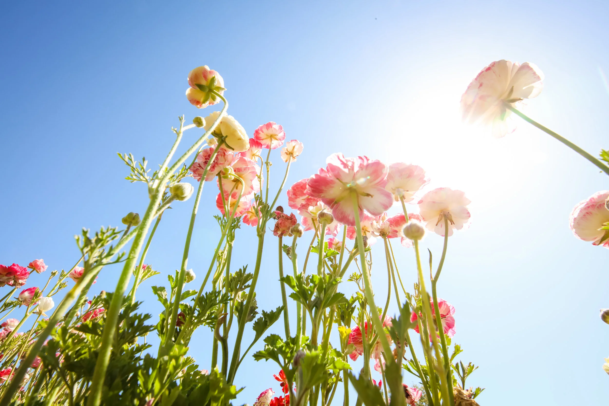 Flower Fields-16.jpg