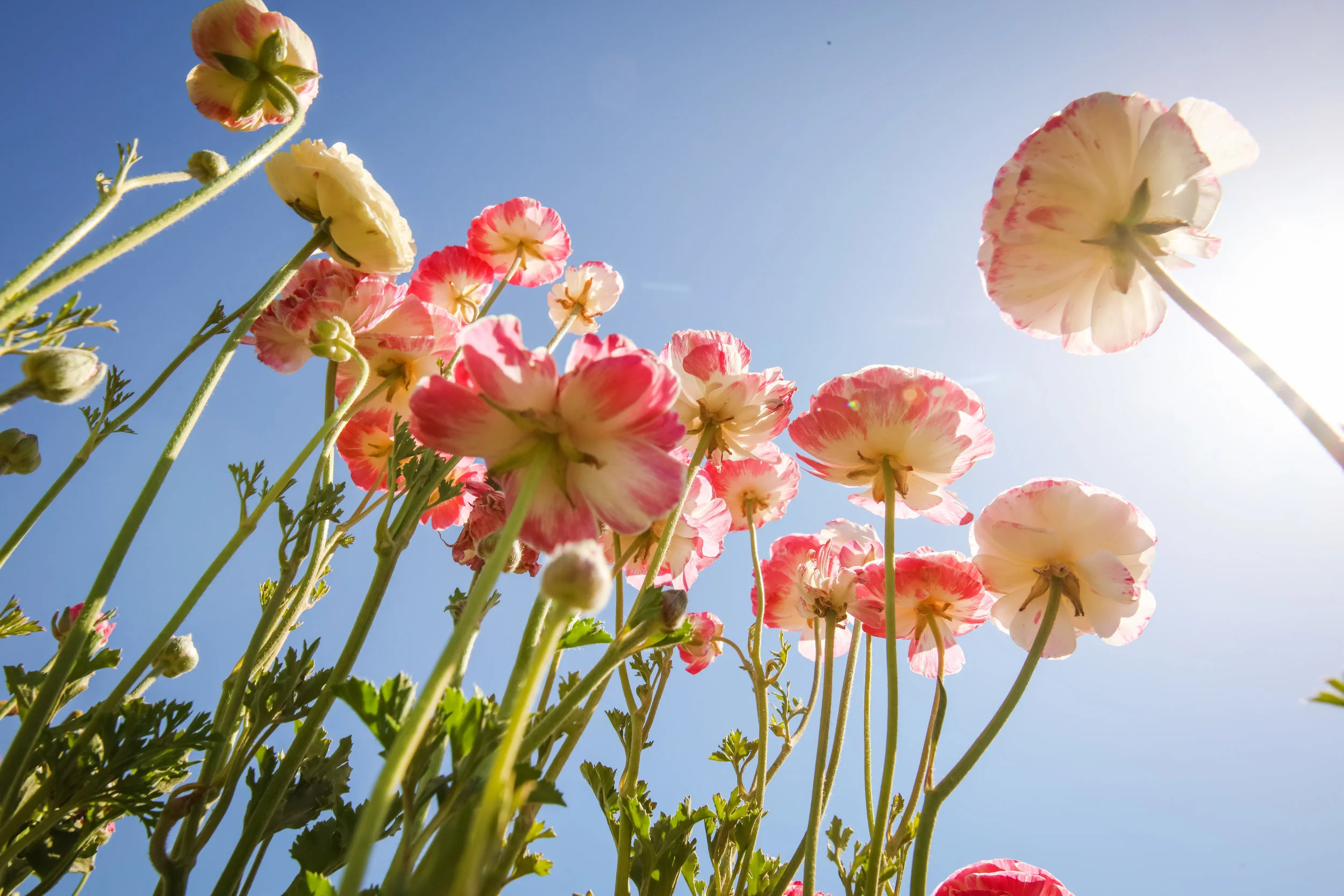 Flower Fields-14.jpg