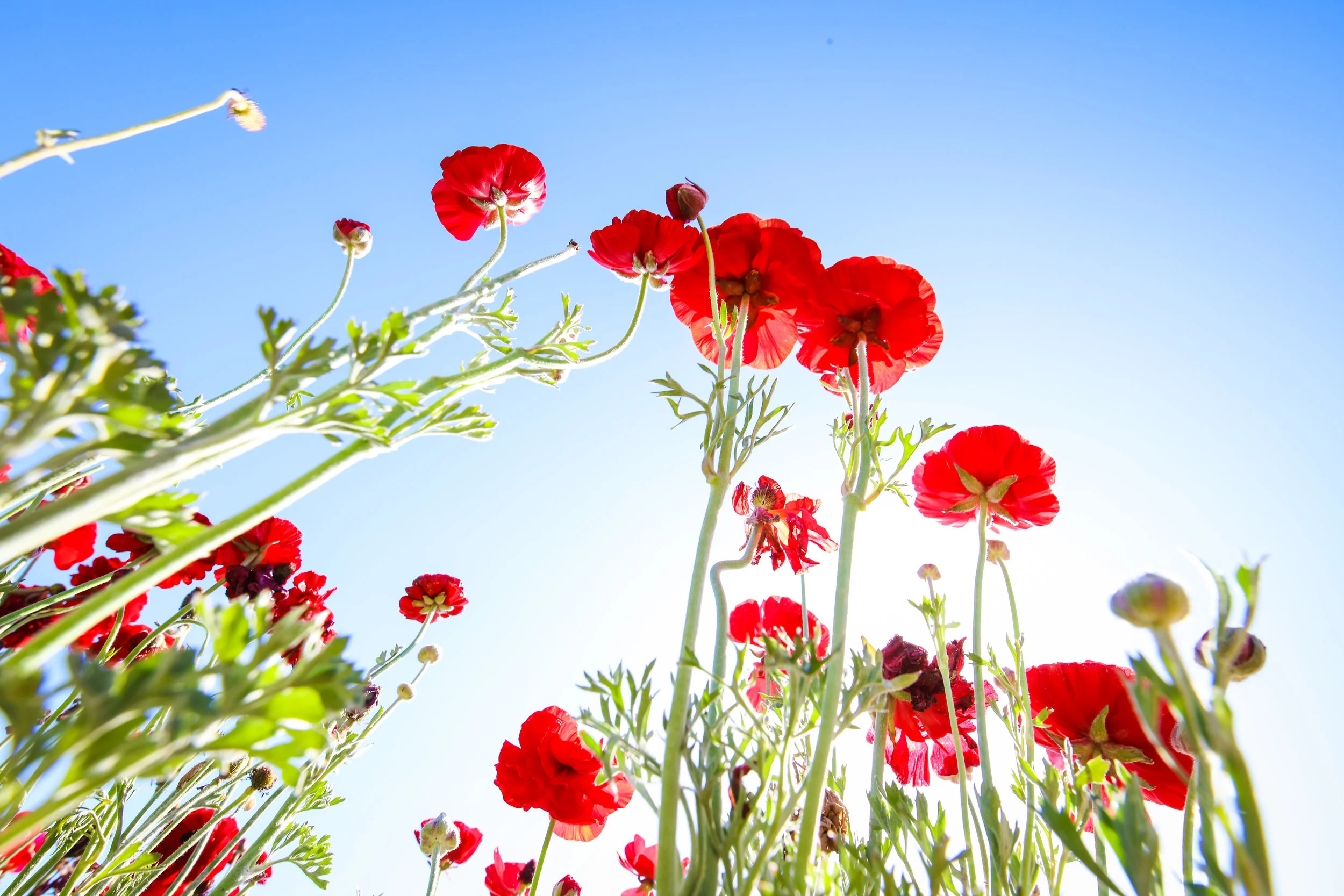Flower Fields-57.jpg
