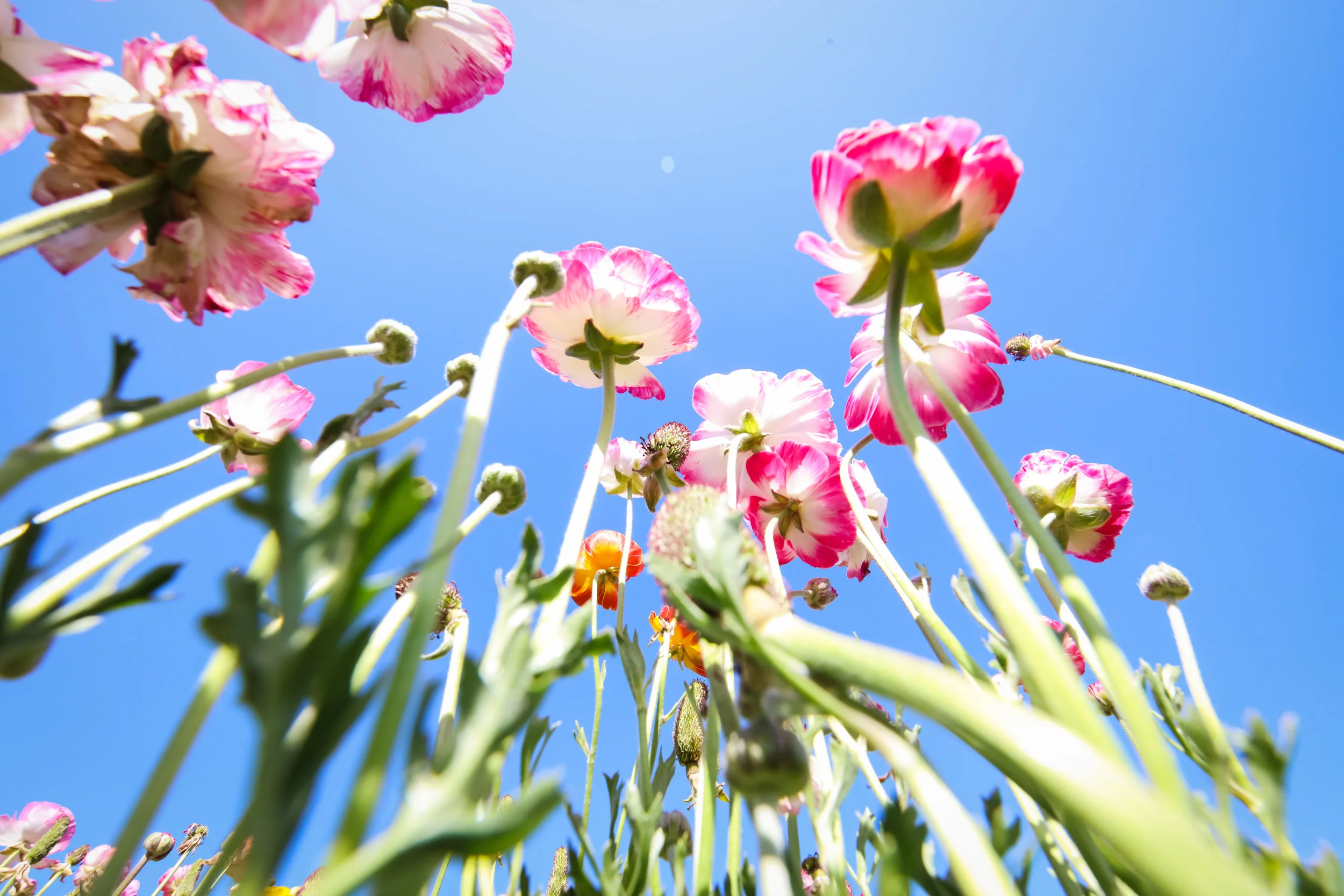 Flower Fields-62.jpg