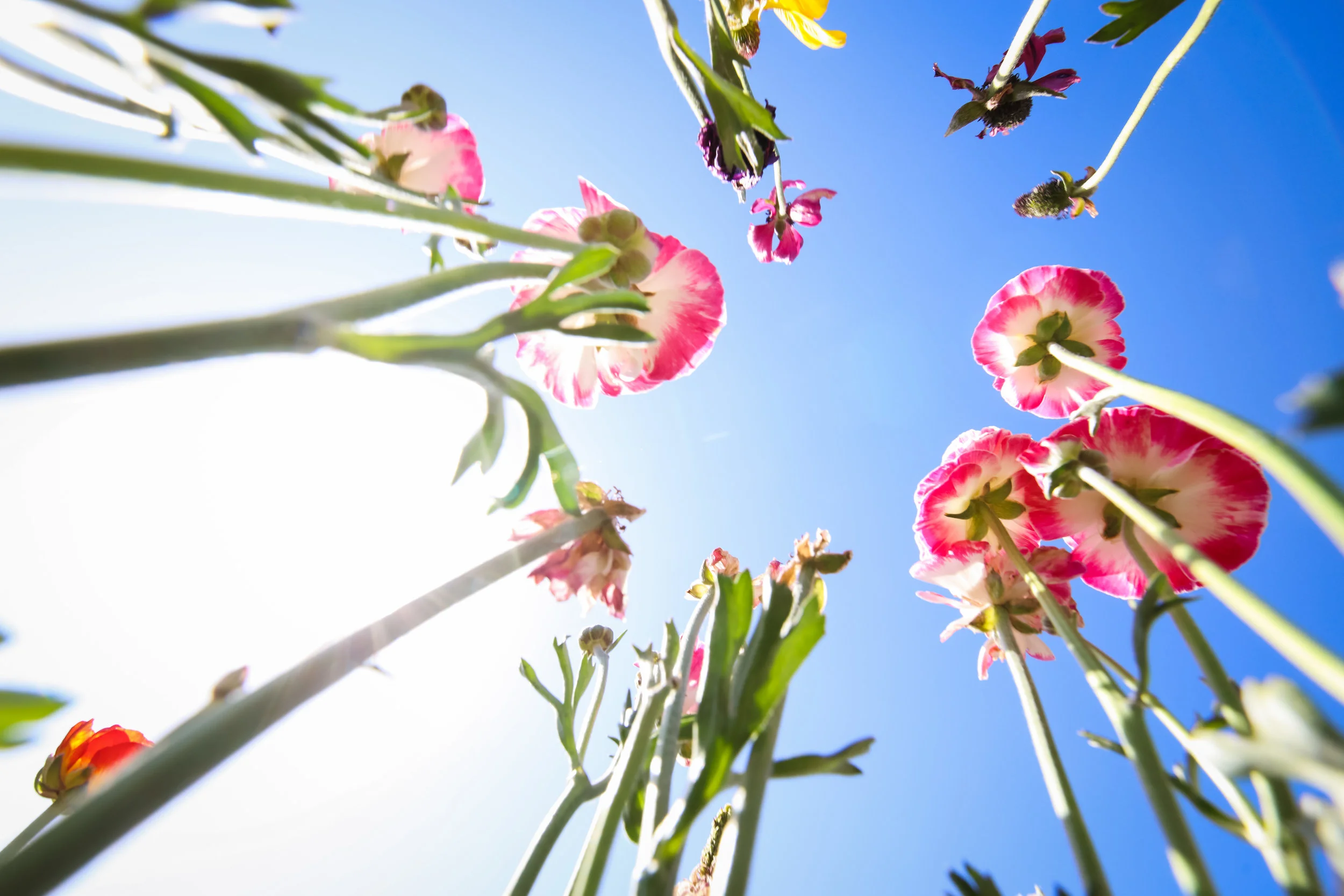 Flower Fields-63.jpg