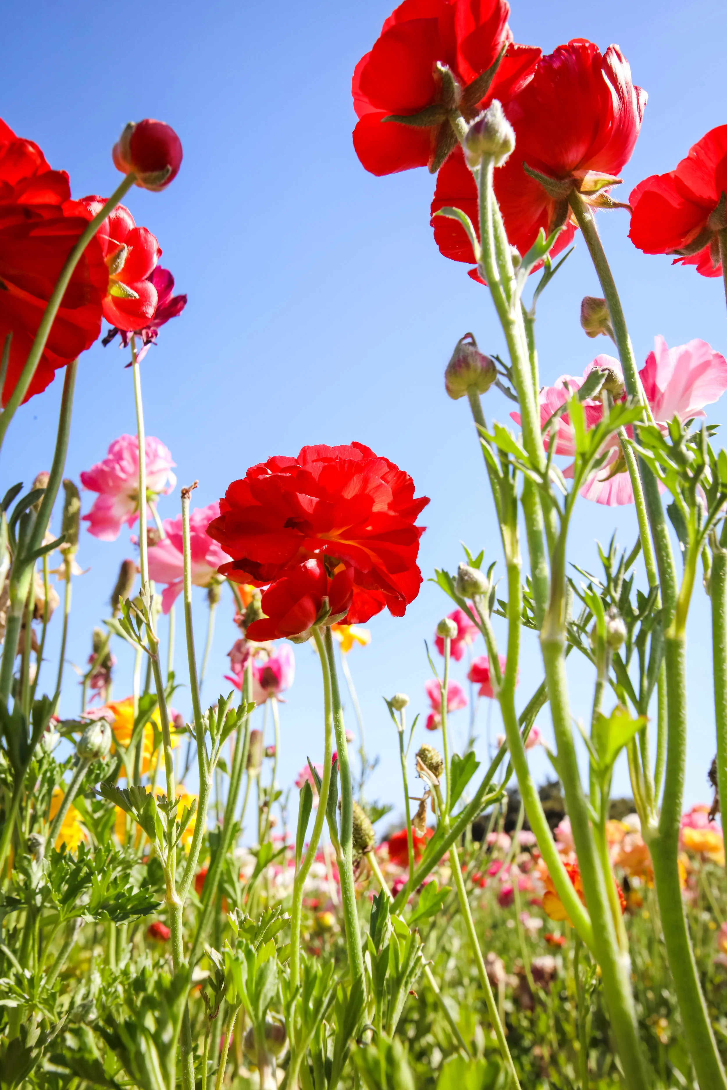 Flower Fields-67.jpg