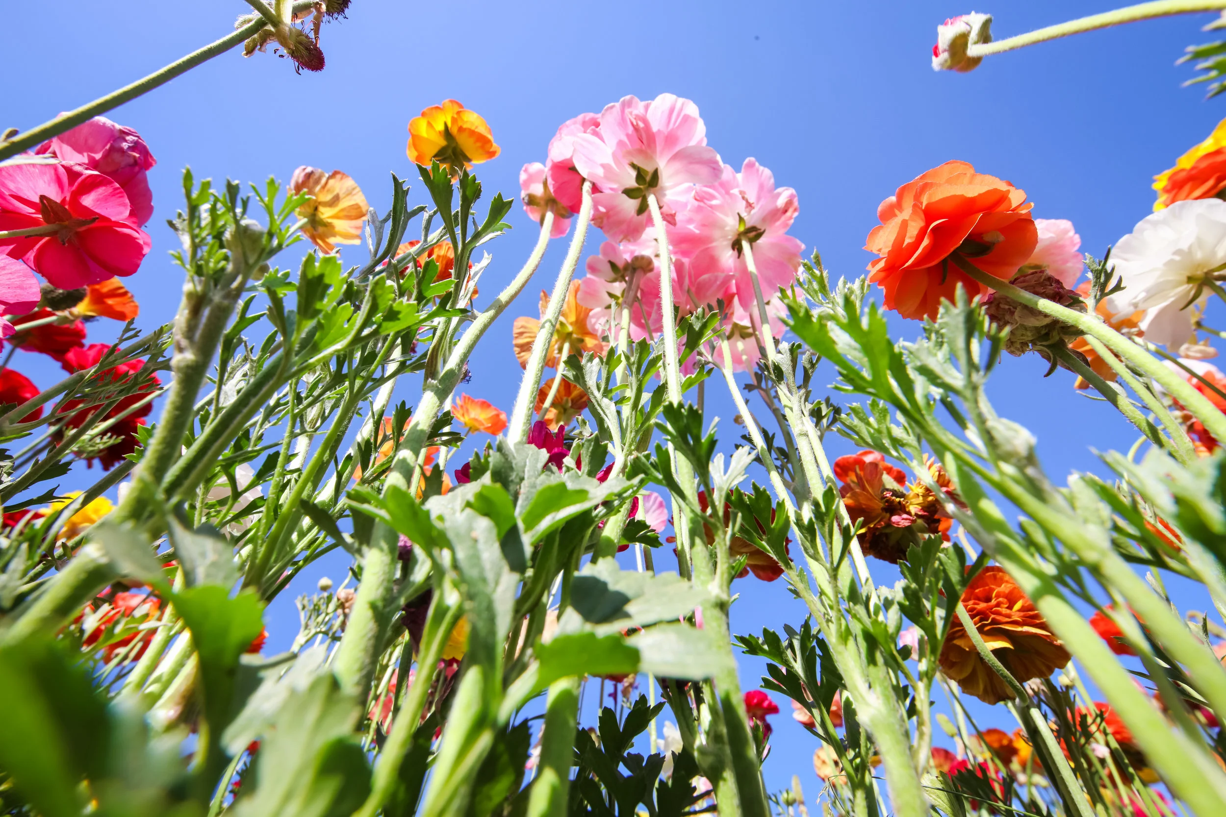 Flower Fields-76.jpg