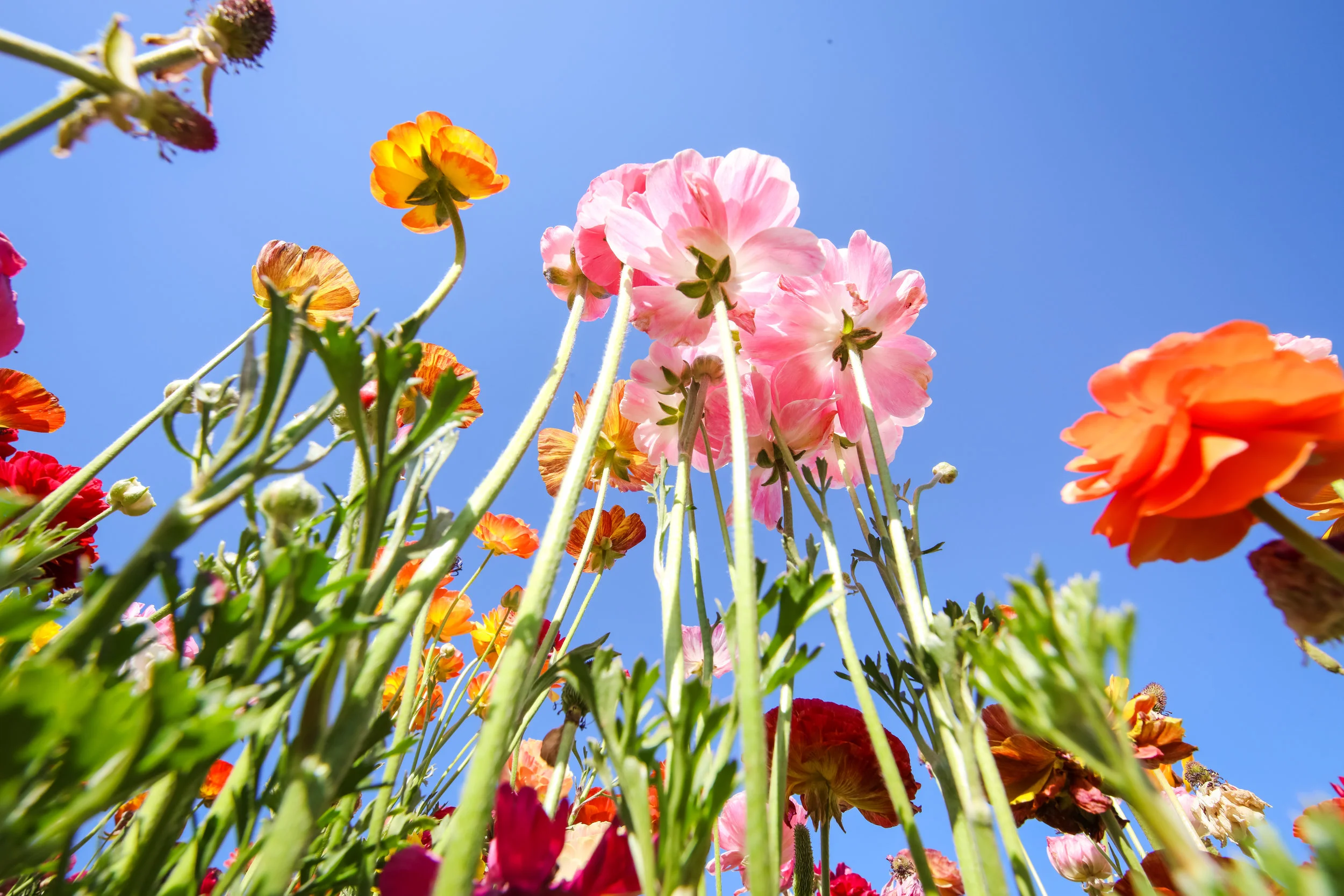 Flower Fields-77.jpg