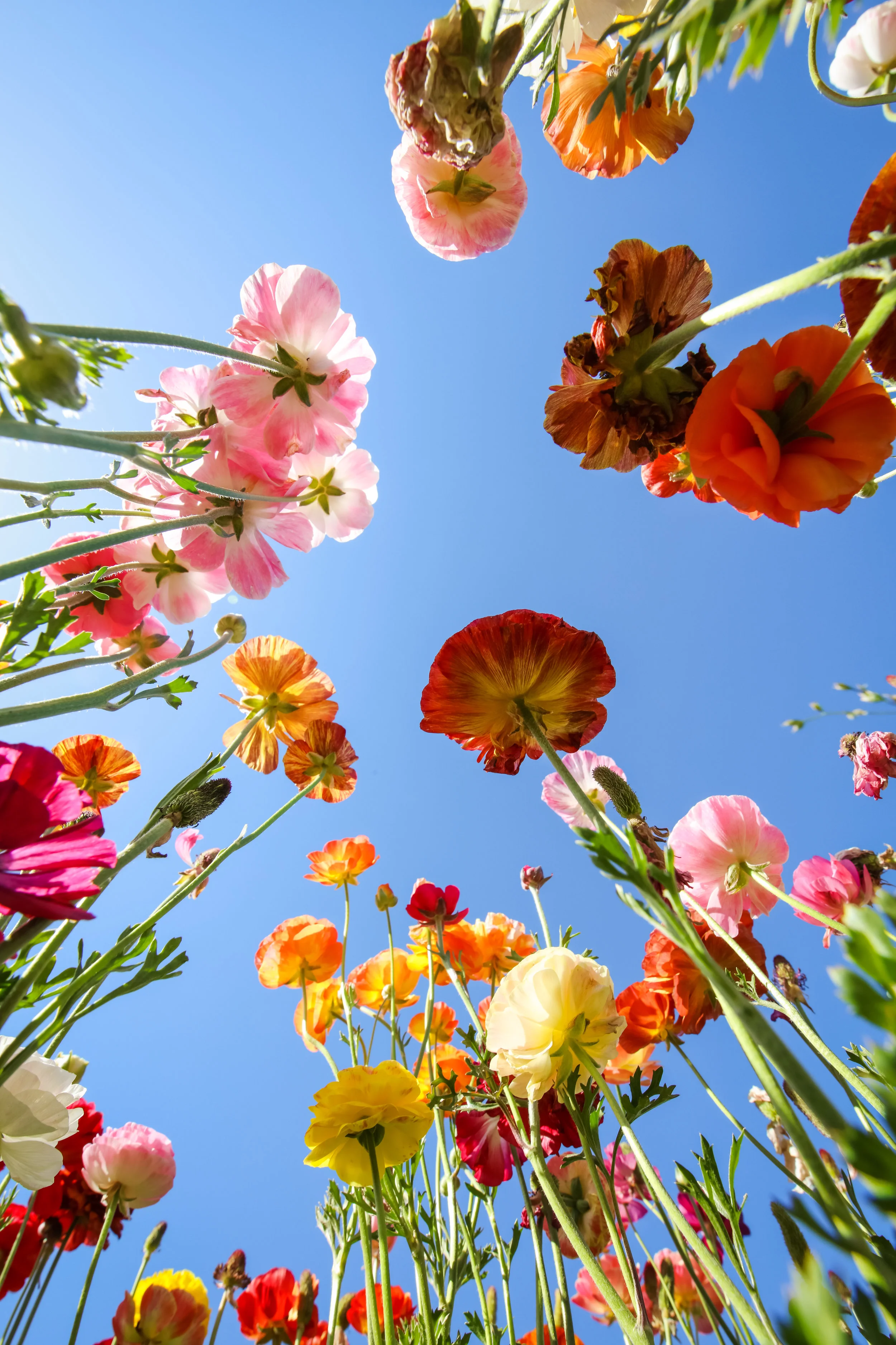 Flower Fields-79.jpg