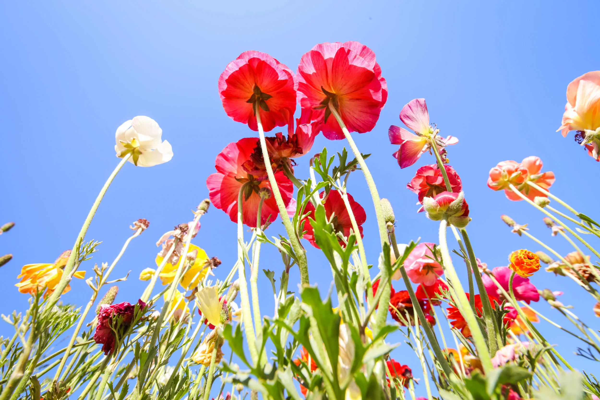 Flower Fields-81.jpg
