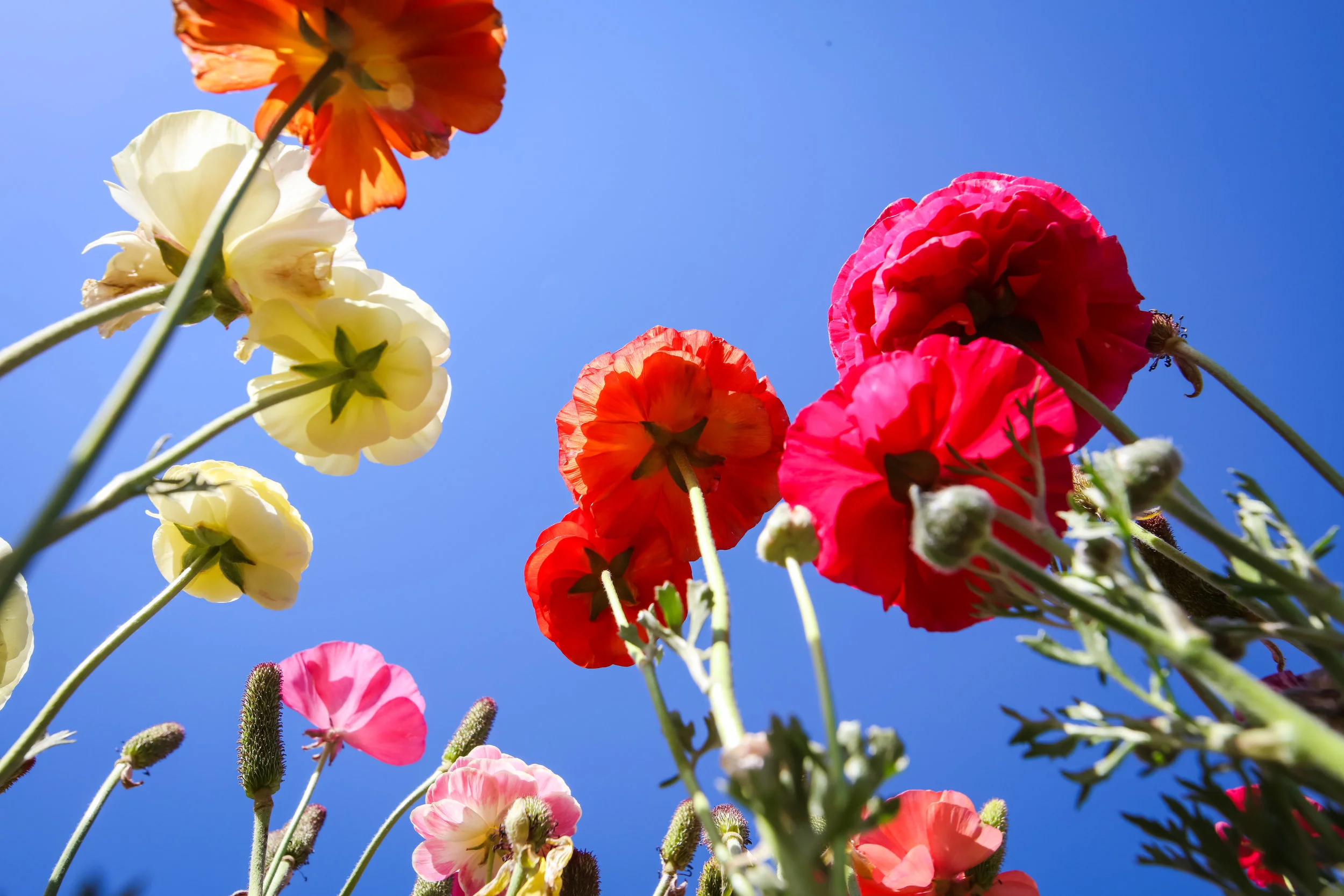 Flower Fields-86.jpg