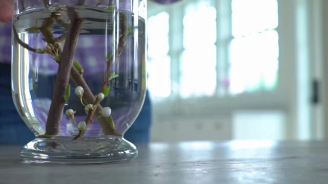 #MoviesByMe - Forcing Blossoms - W/Tracey Ayton Photography