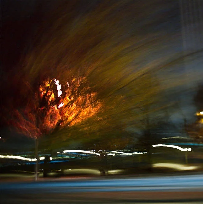 2008-11 trees drive-by.jpg