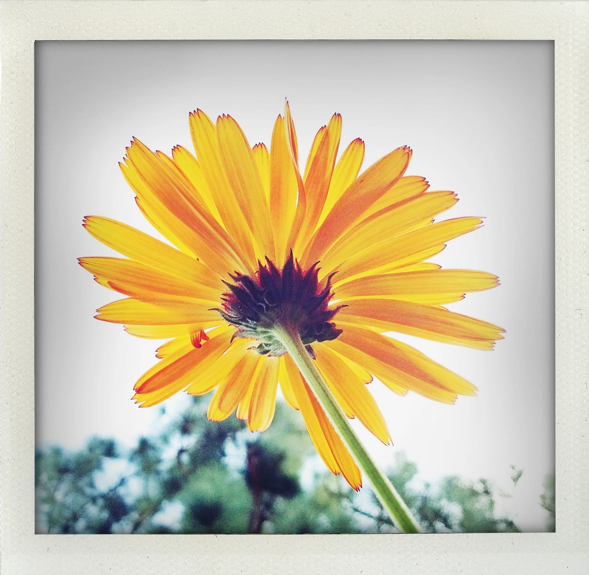 2012-02-13 flower.jpg