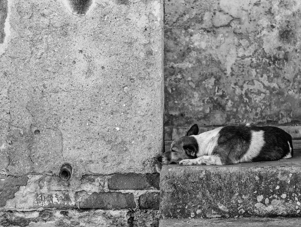 "Dejar dormir perros mentira" - Havana, Cuba