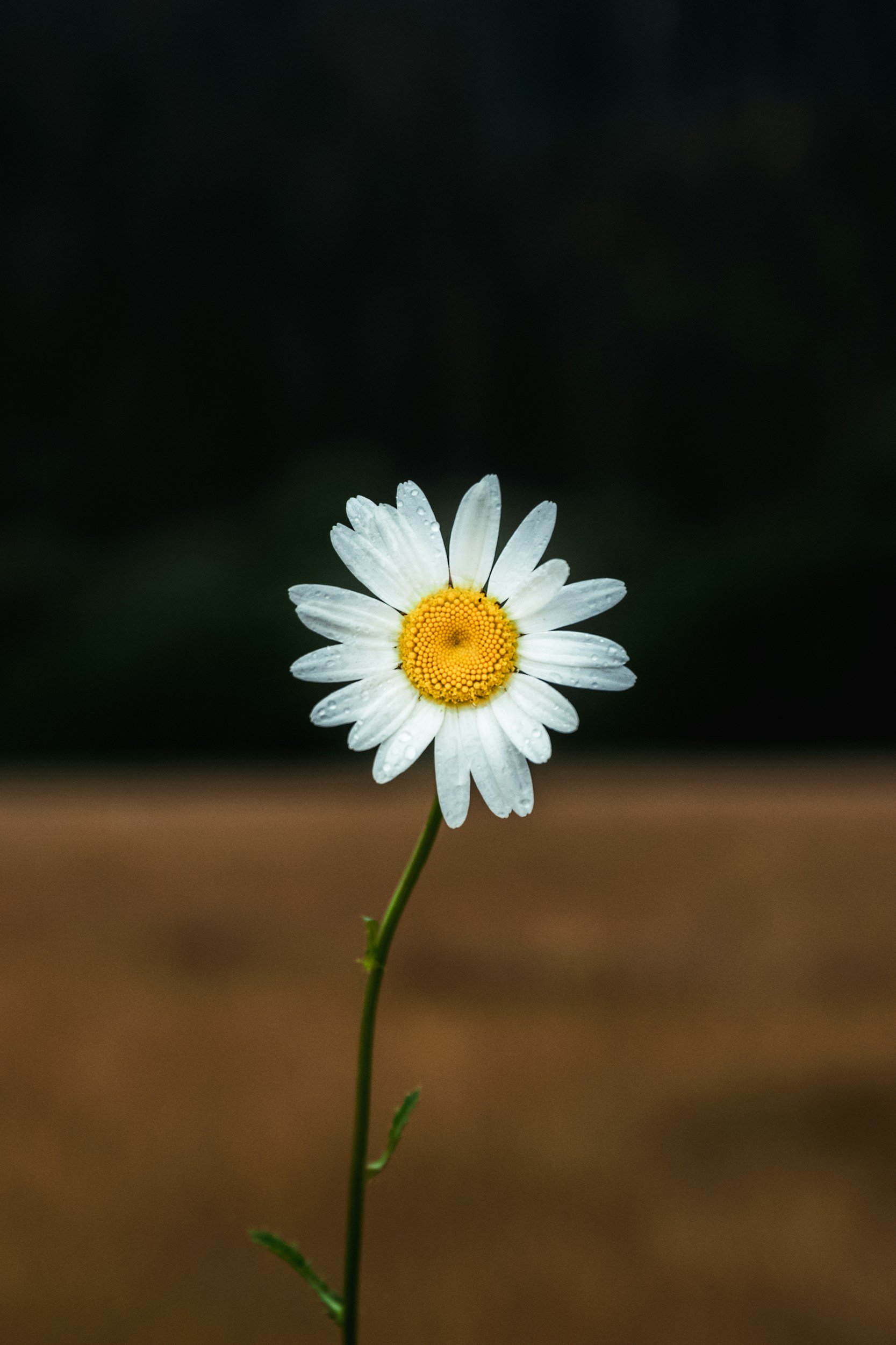 white daisy with yellow center and green stem with dark brown and green background