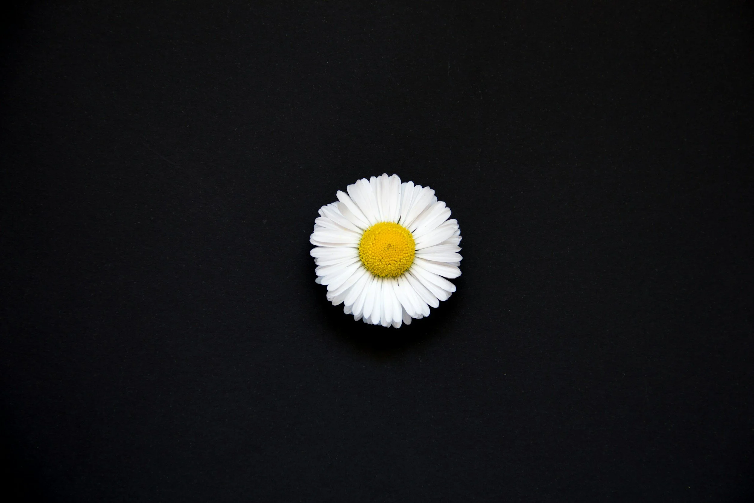 A single white daisy flower with a yellow center on a black background.