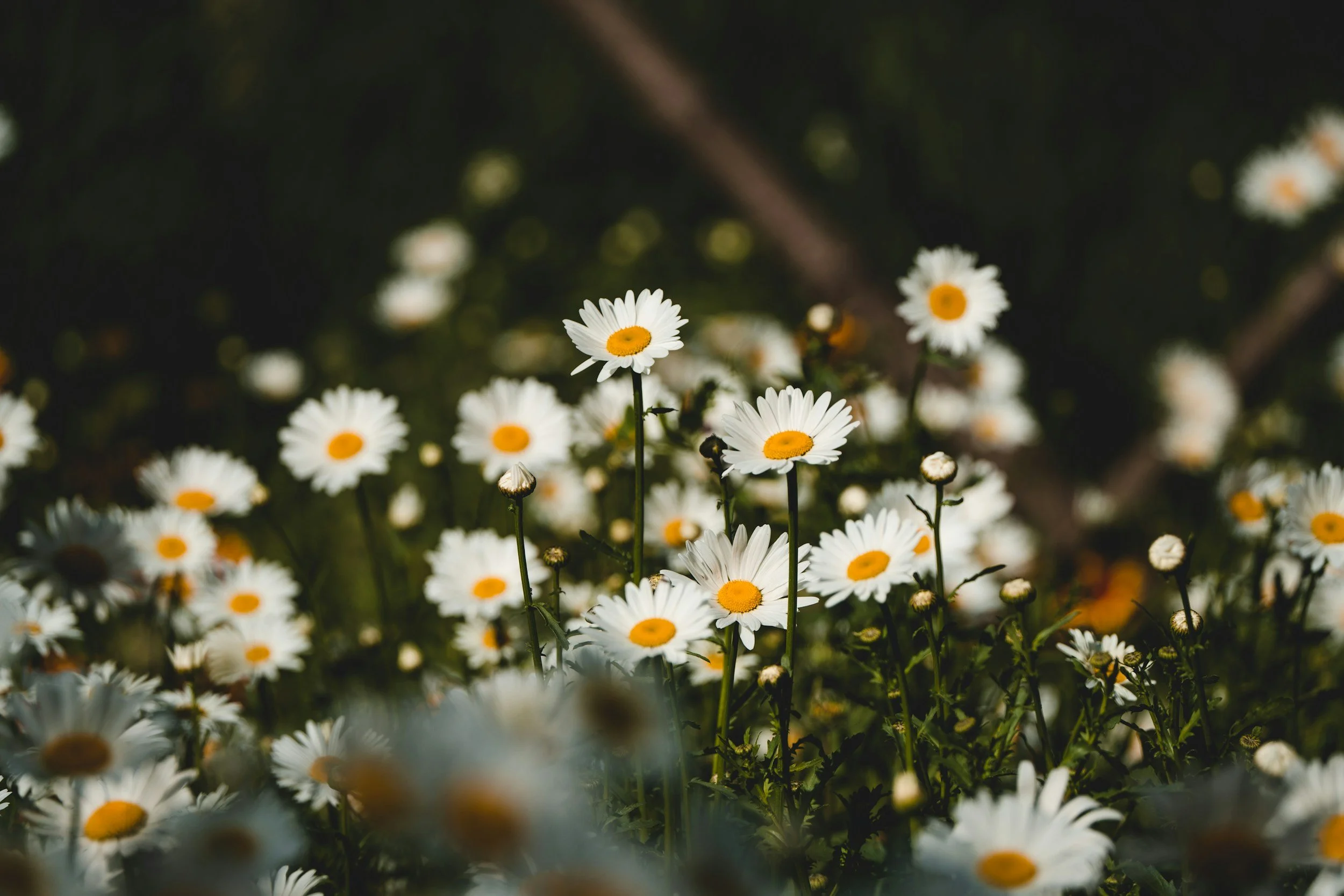 Close-up of a field of white daisies with yellow centers, with some flowers in the foreground and others blurred in the background.