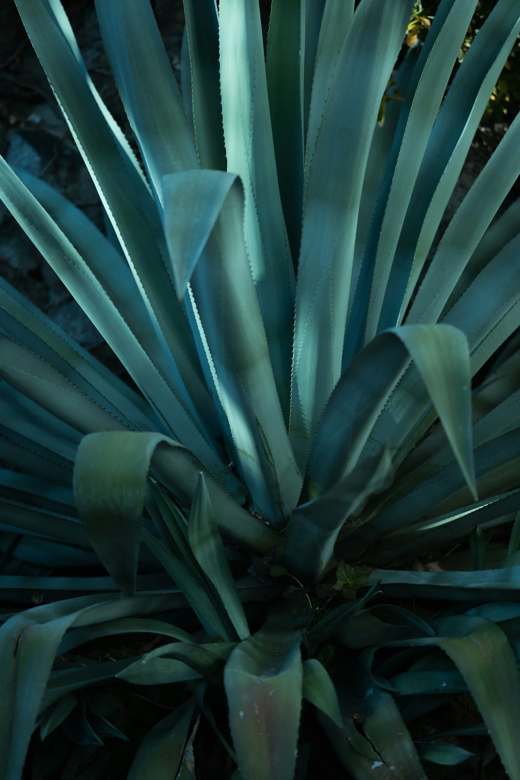 Desert plant in golden light