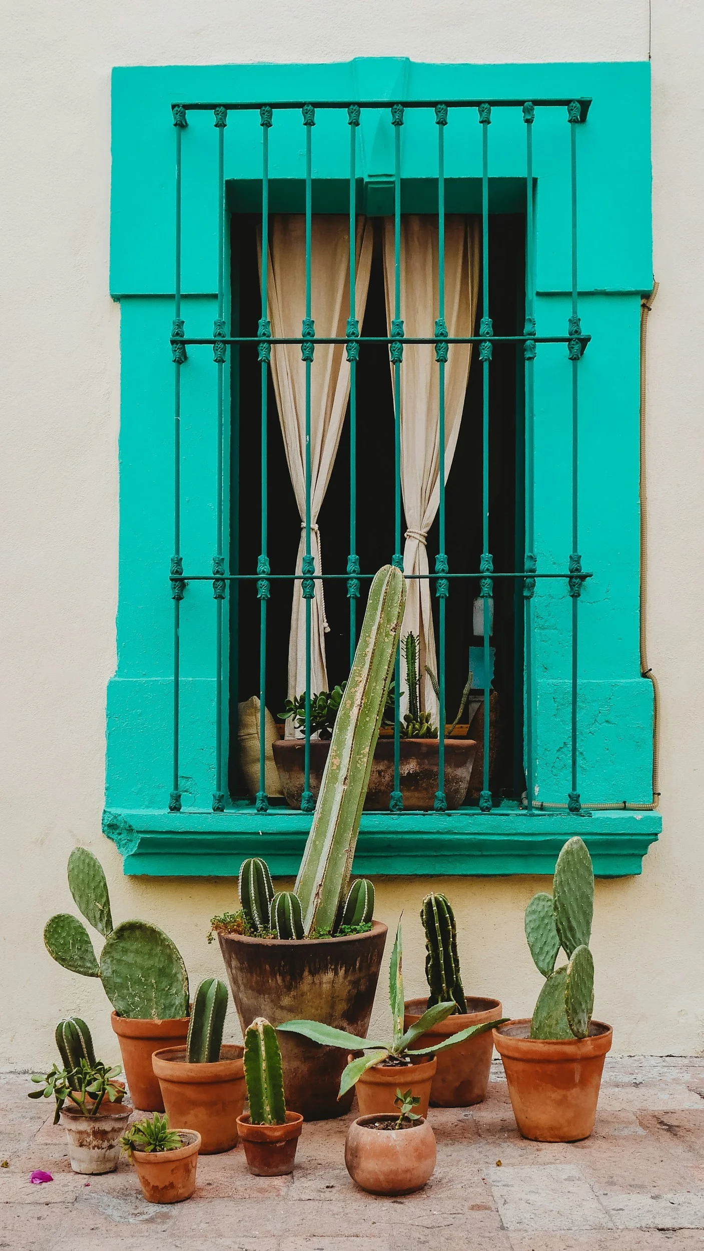 turquoise window frame with a group of 9 potted cactuses