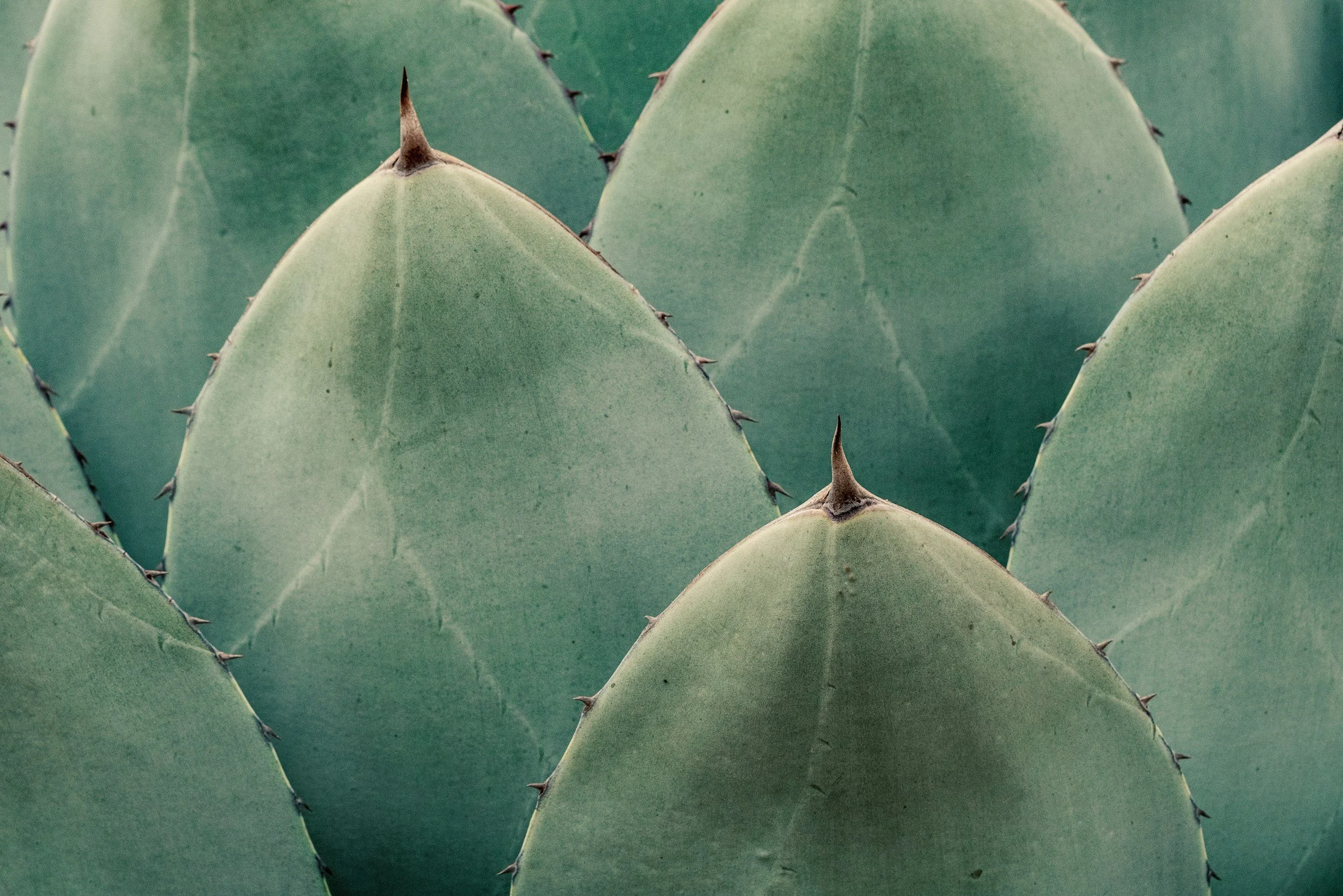 turquoise pointed cactus