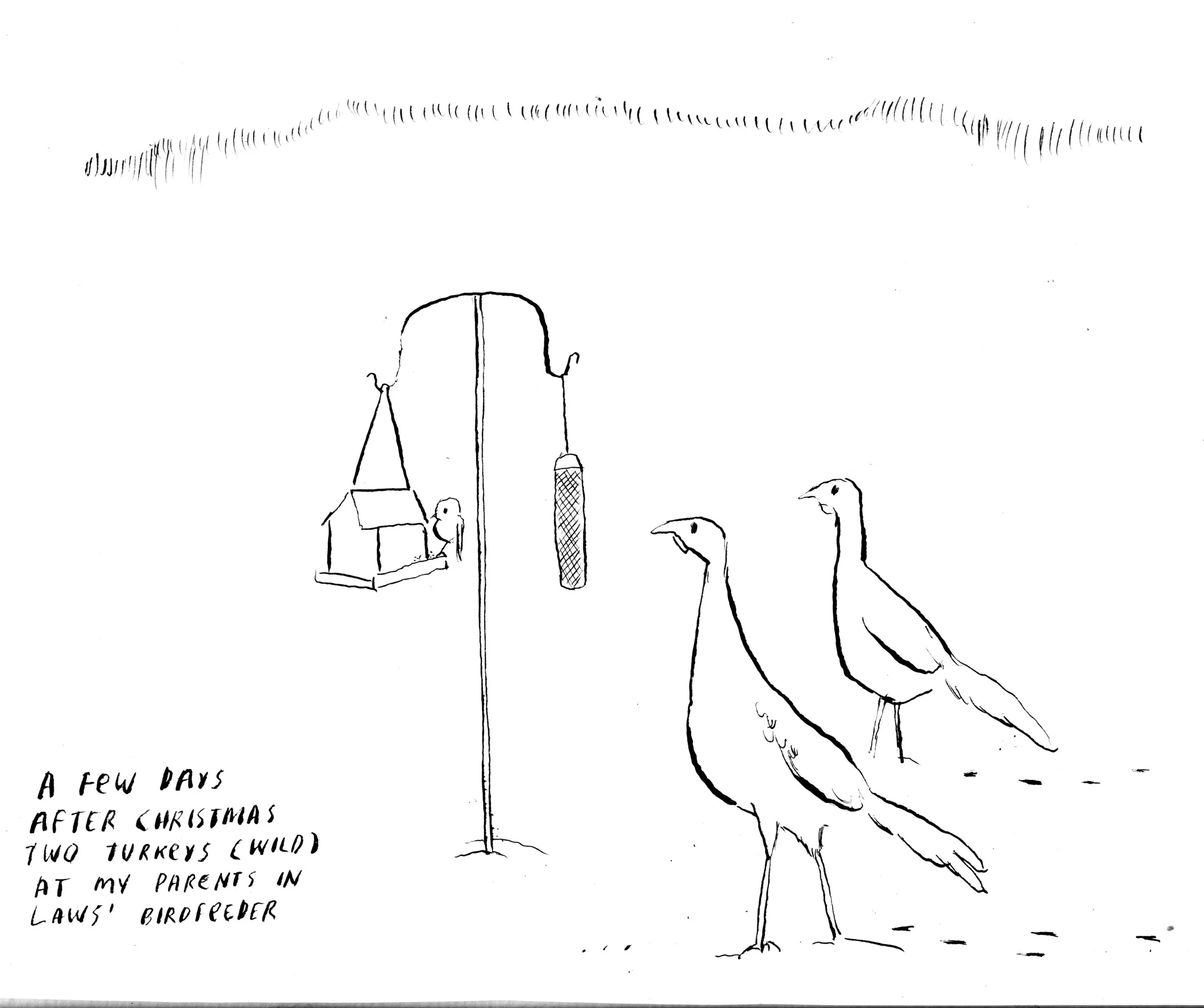 turkeys.jpg
