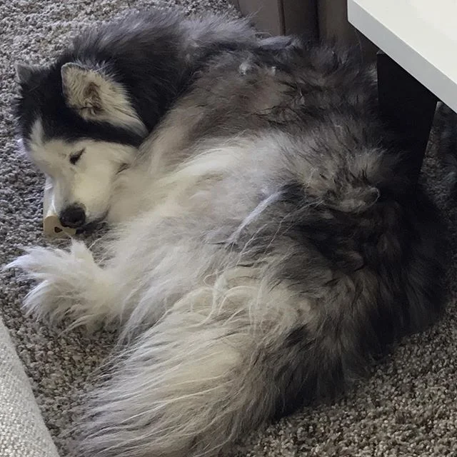 #Husky #ColoradoSprings #LauraKaan 
My Baby Girl had a bath and now guarding her busy bone