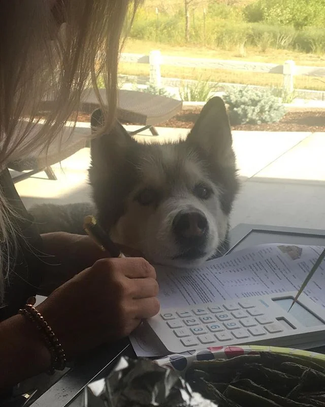#husky #coloradosprings #TheFarmNorthgate #719Luxury #coloradospringsrealestate #coloradospringsrealtor #realtor #
Helping Mom Work