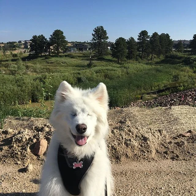 #coloradosprings #samoyed #TheFarmNorthgate #719luxurylife 
Blind &amp; Beautiful...our little sidekick