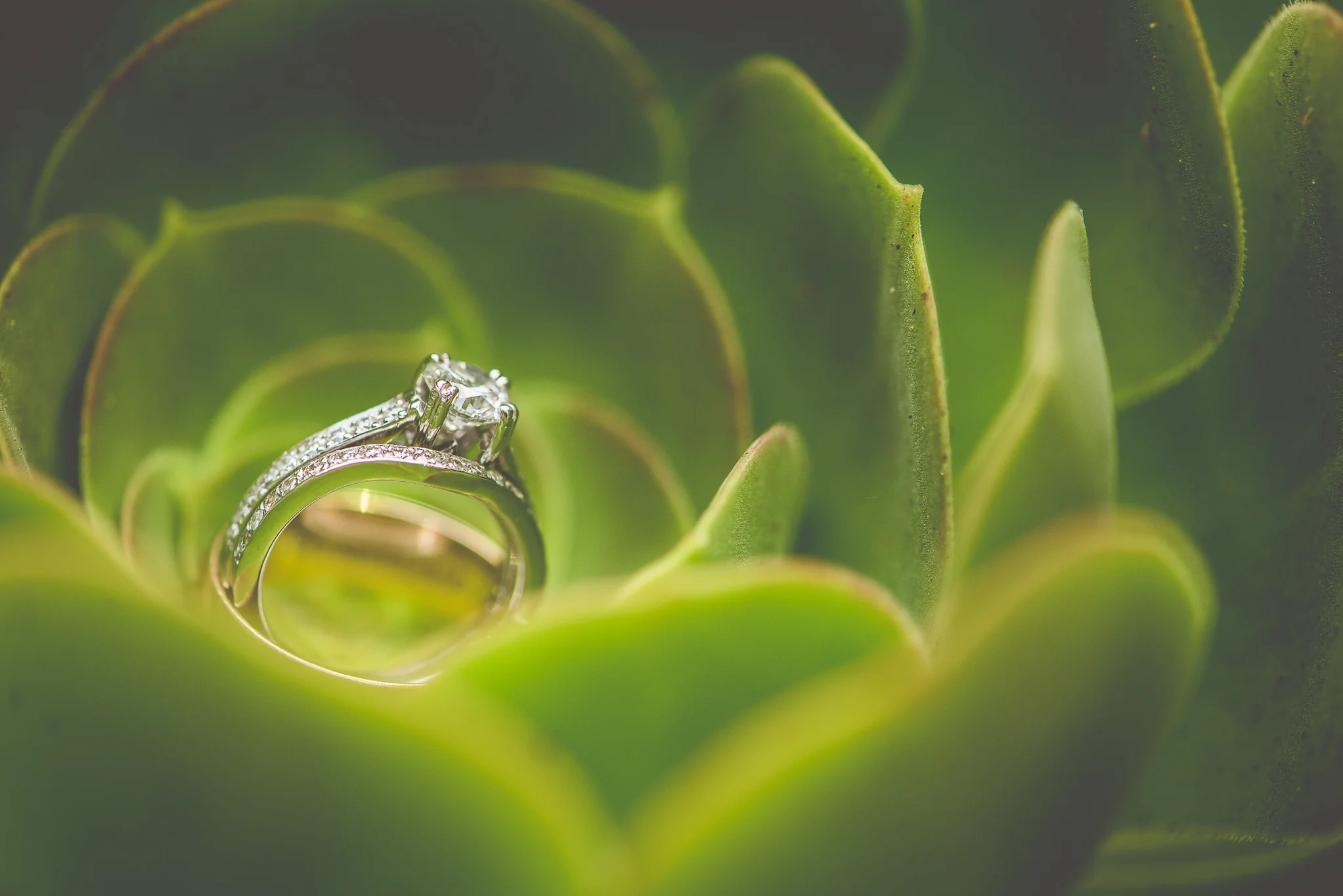 PhotographybyMJD-2.jpg