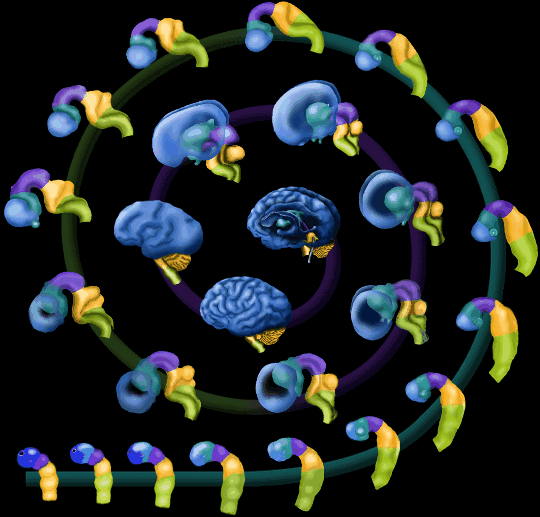 brains1.gif