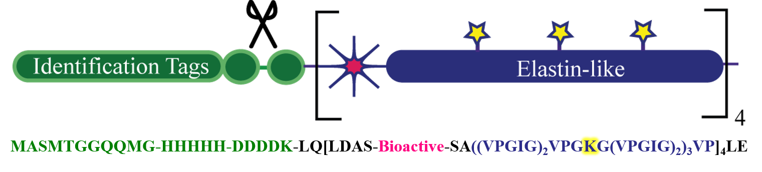 protein engineering sequence.png