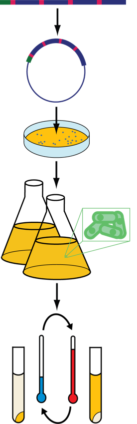 protein purification.png