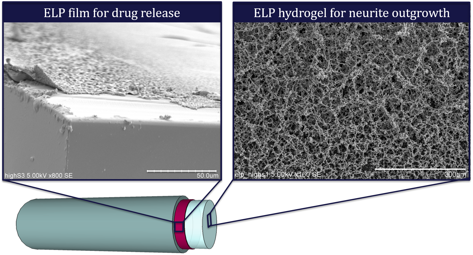 drug delivery.png