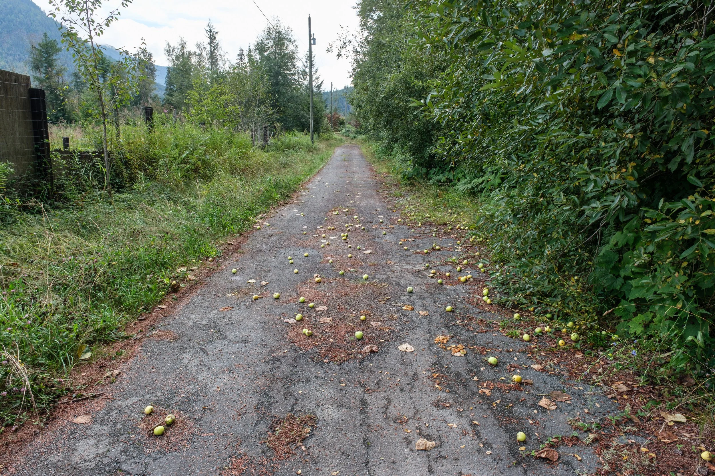DSCF3652.jpg