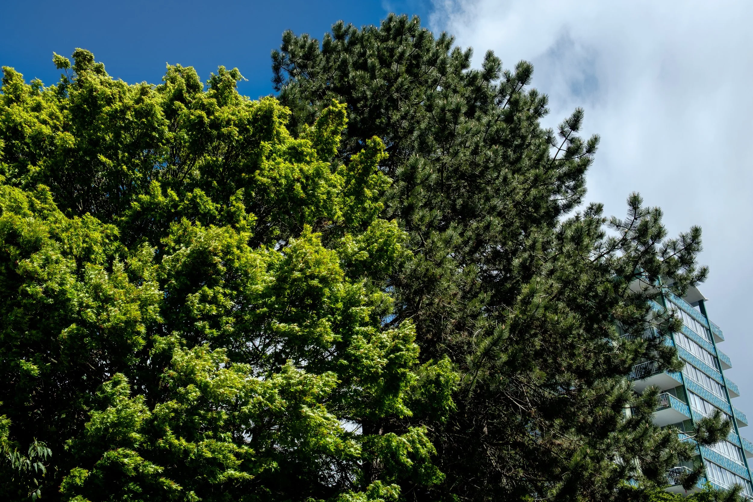 DSCF4905-2.jpg