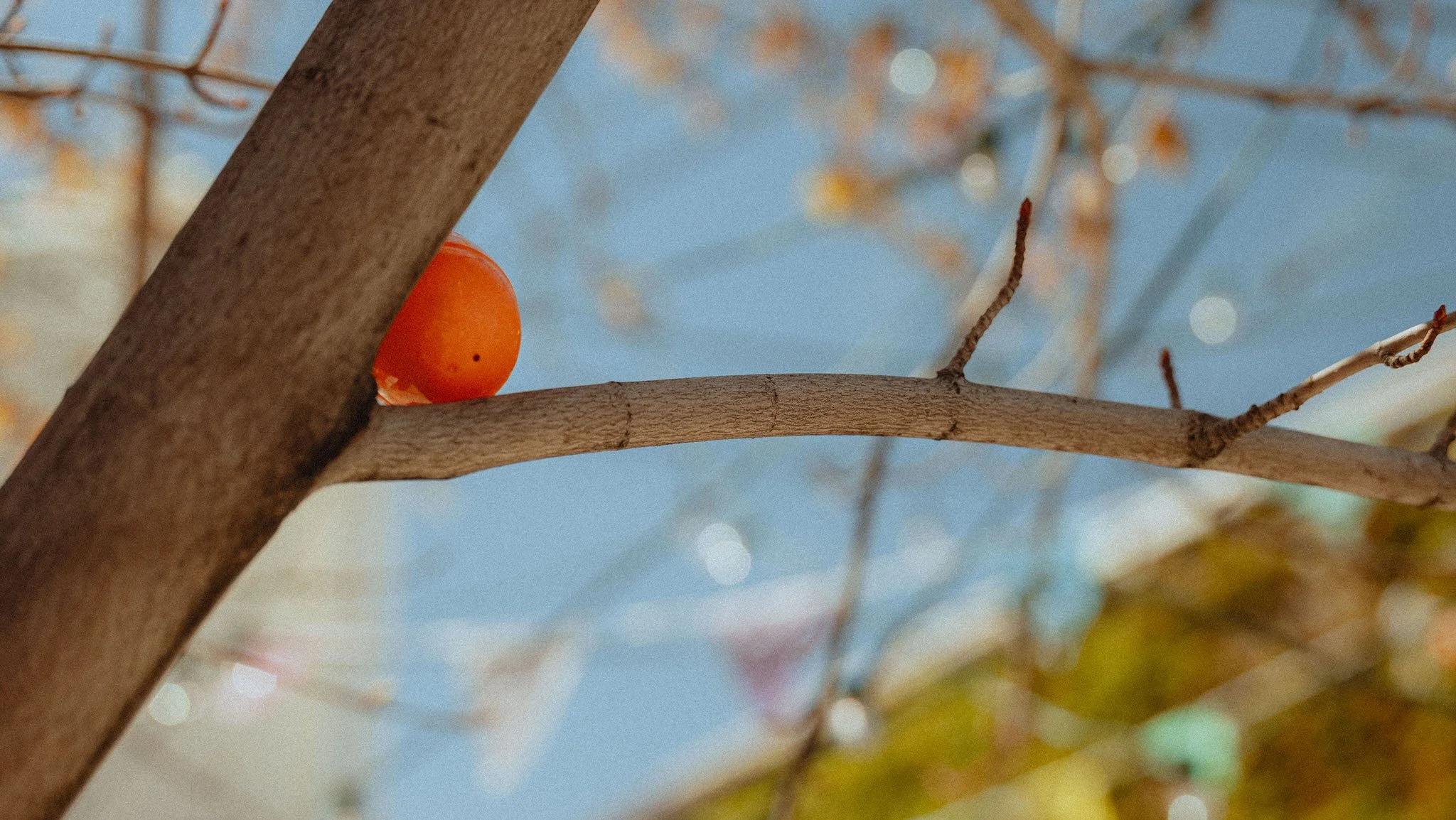 Bunny Hop 2026 8.jpg