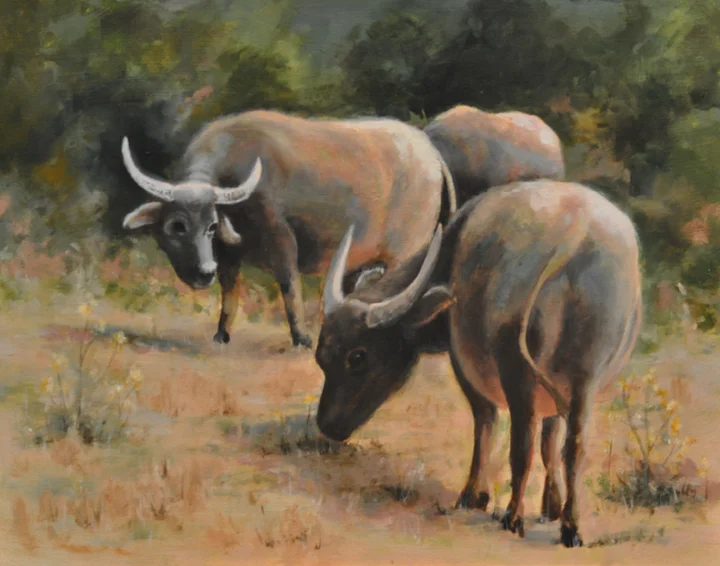 Water Buffalos