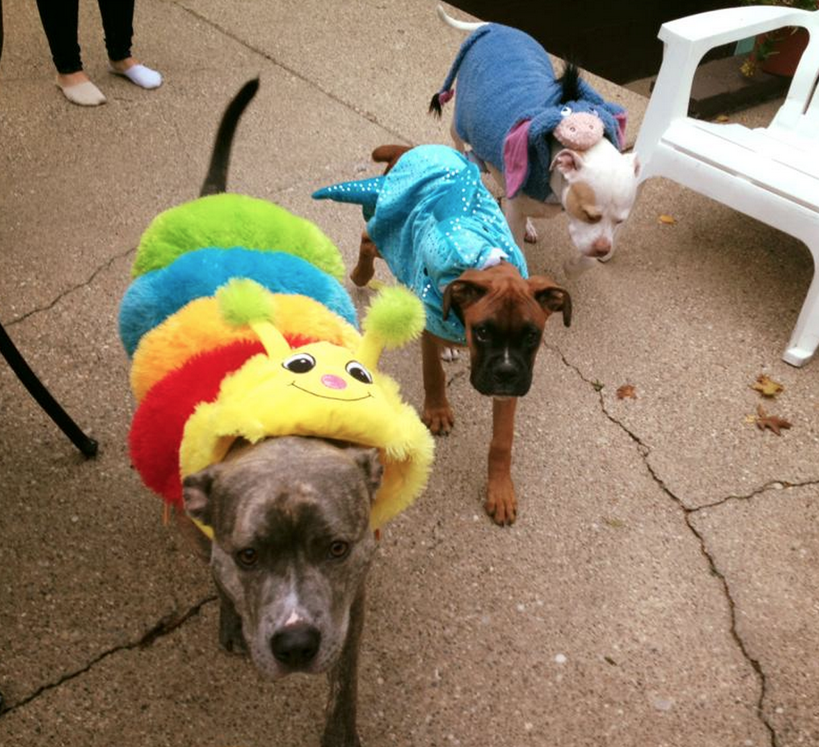 Dog-O-Ween: A brewery's twist on Halloween costume parties