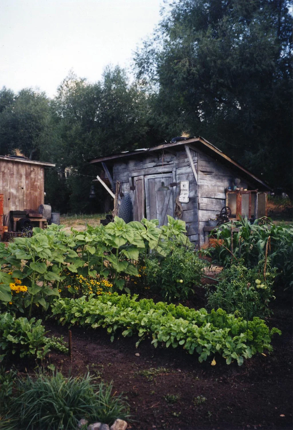 The shack beyond the garden. With the genius of the director's wife Deb, we managed to grow this as a practical vegetable garden in a few short weeks, making believable several scenes where Jake is tending to the plants.