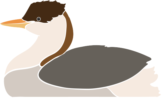 Titicaca Grebe