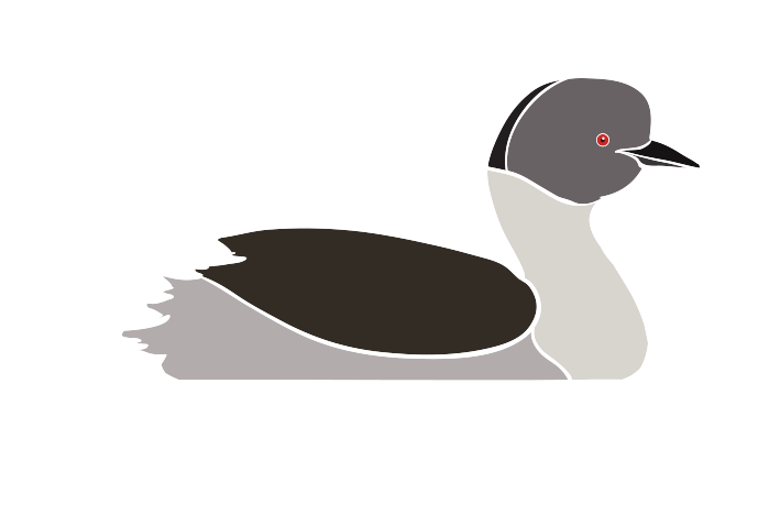 Silvery Grebe